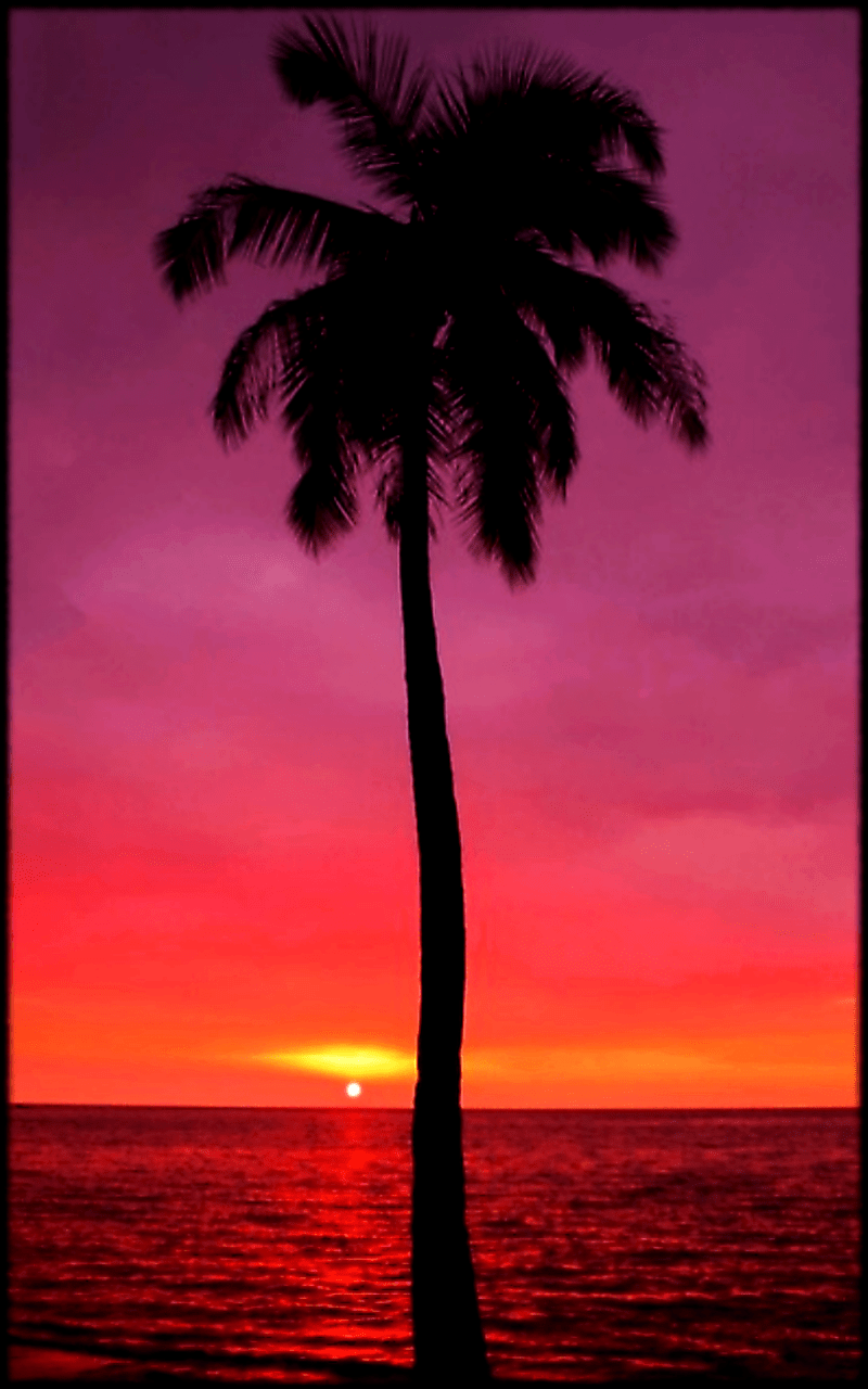 Purple Palm Trees HD Wallpapers Wallpaper Cave