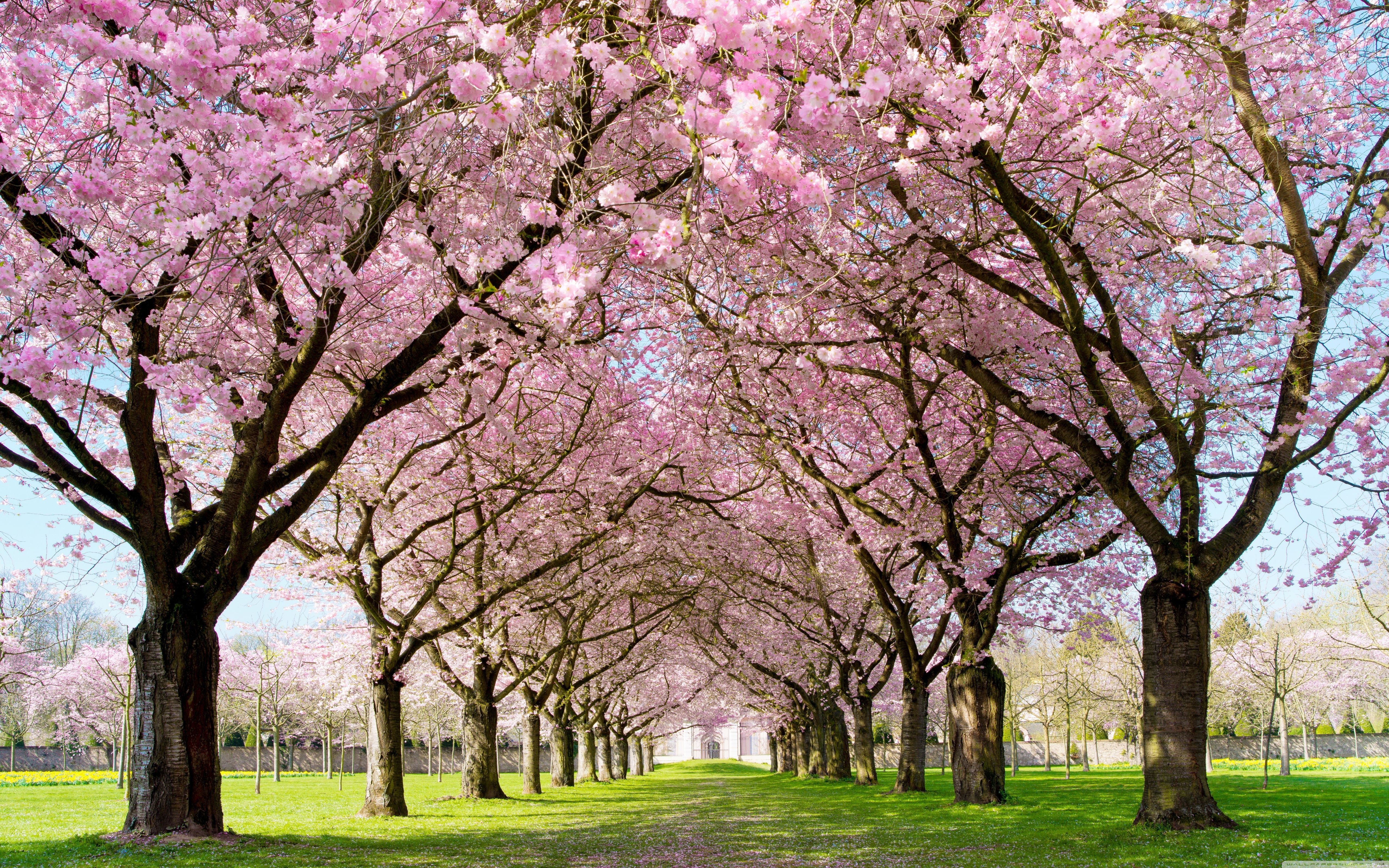 Park Spring Wallpapers Wallpaper Cave