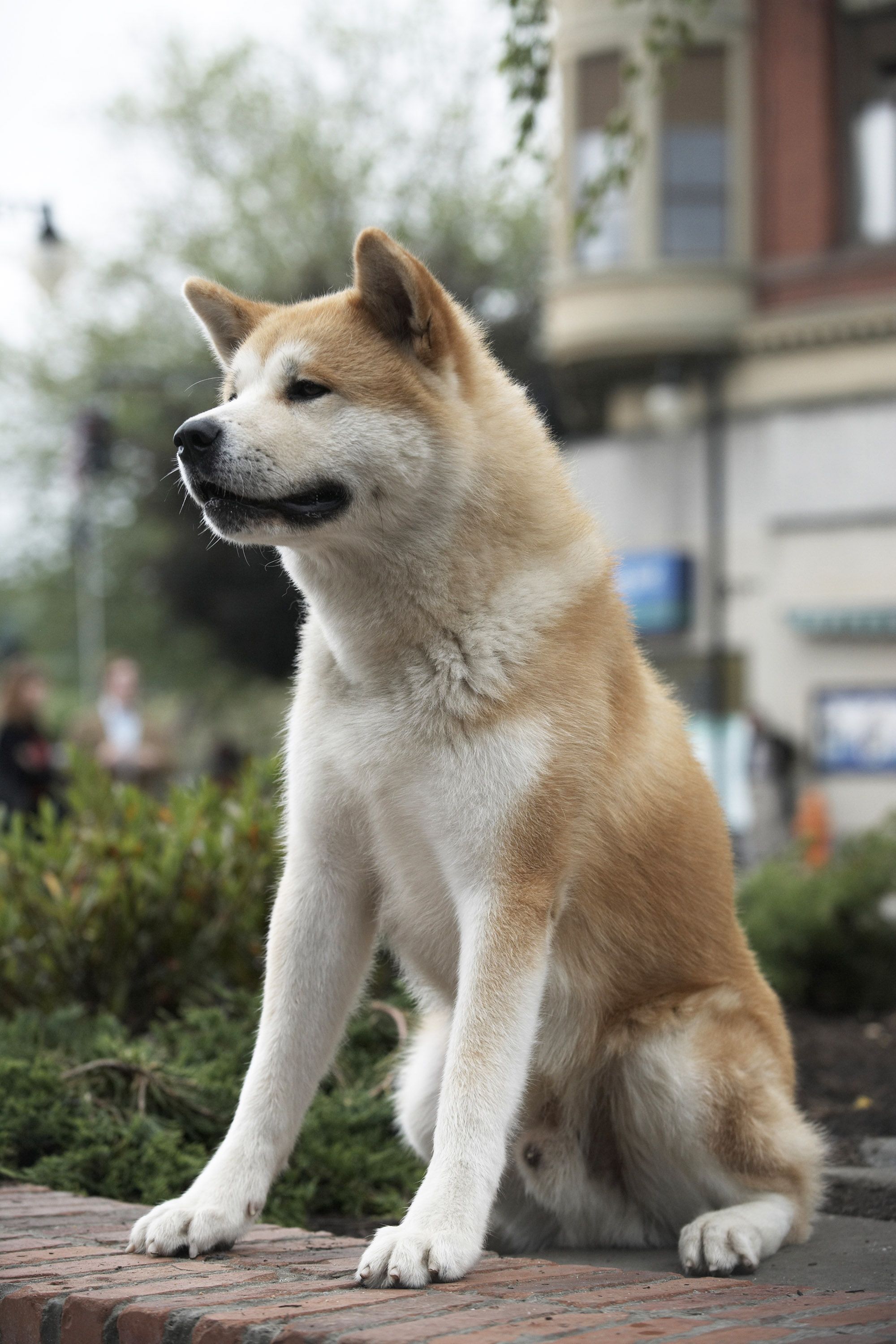 Real Hachiko Wallpaper