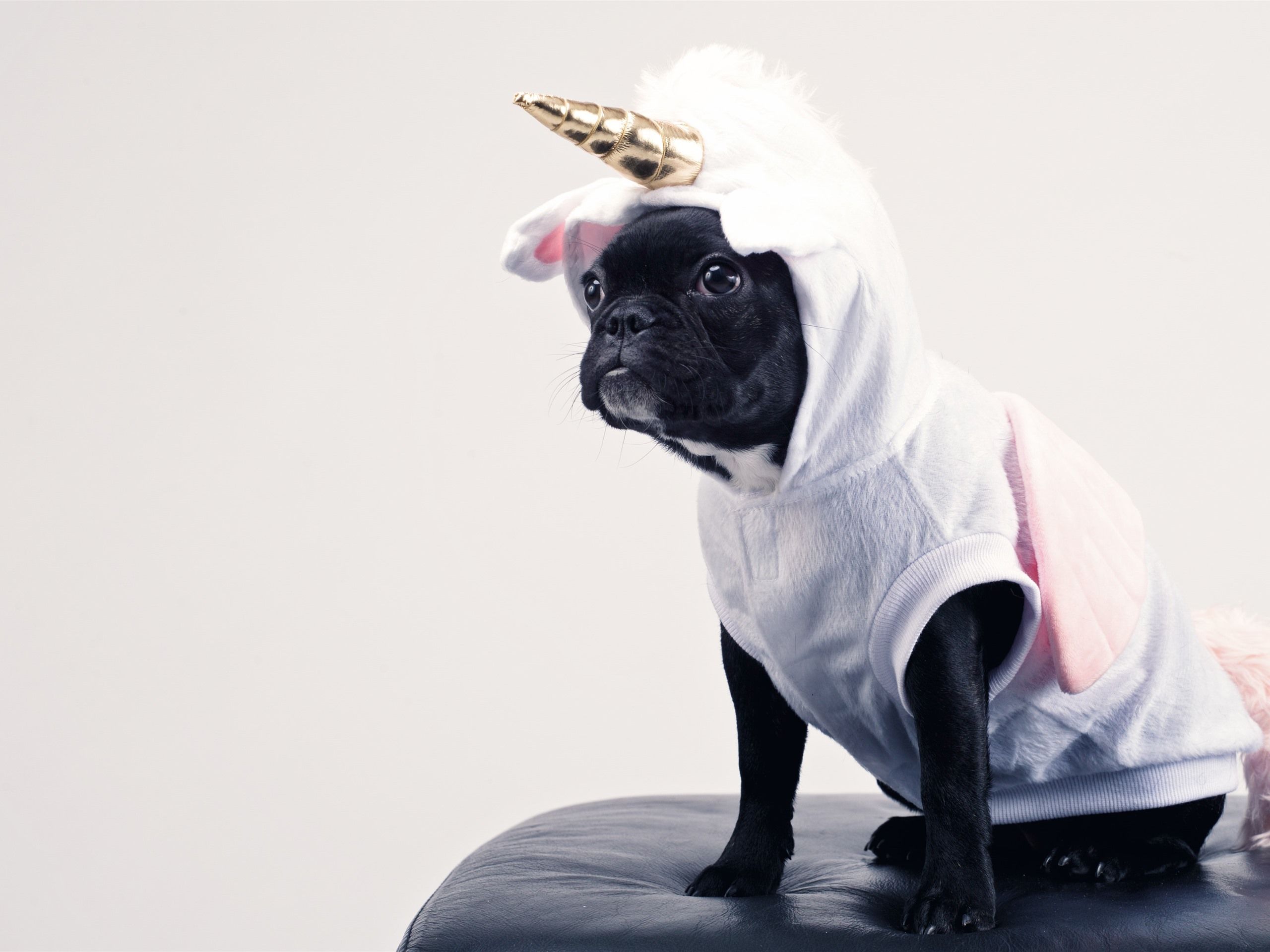 Dogs Unicorn Wallpapers Wallpaper Cave
