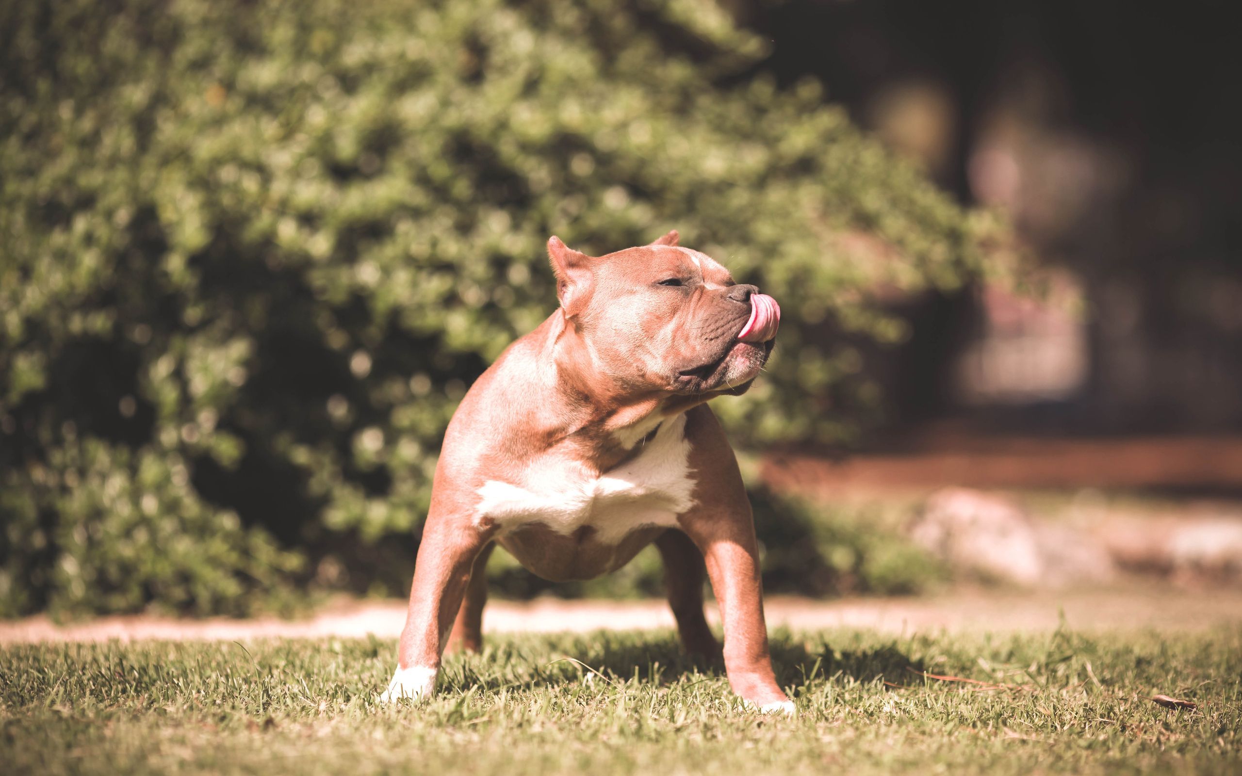 American Bully Dog Wallpapers Wallpaper Cave
