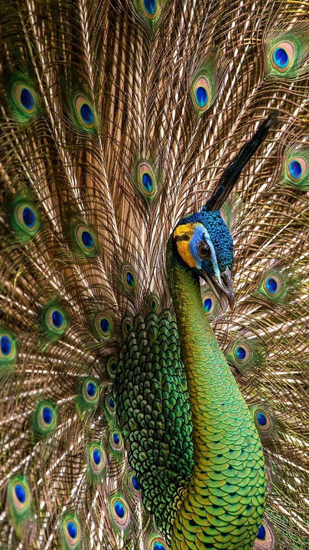 Peacock Android Phone Wallpapers Wallpaper Cave