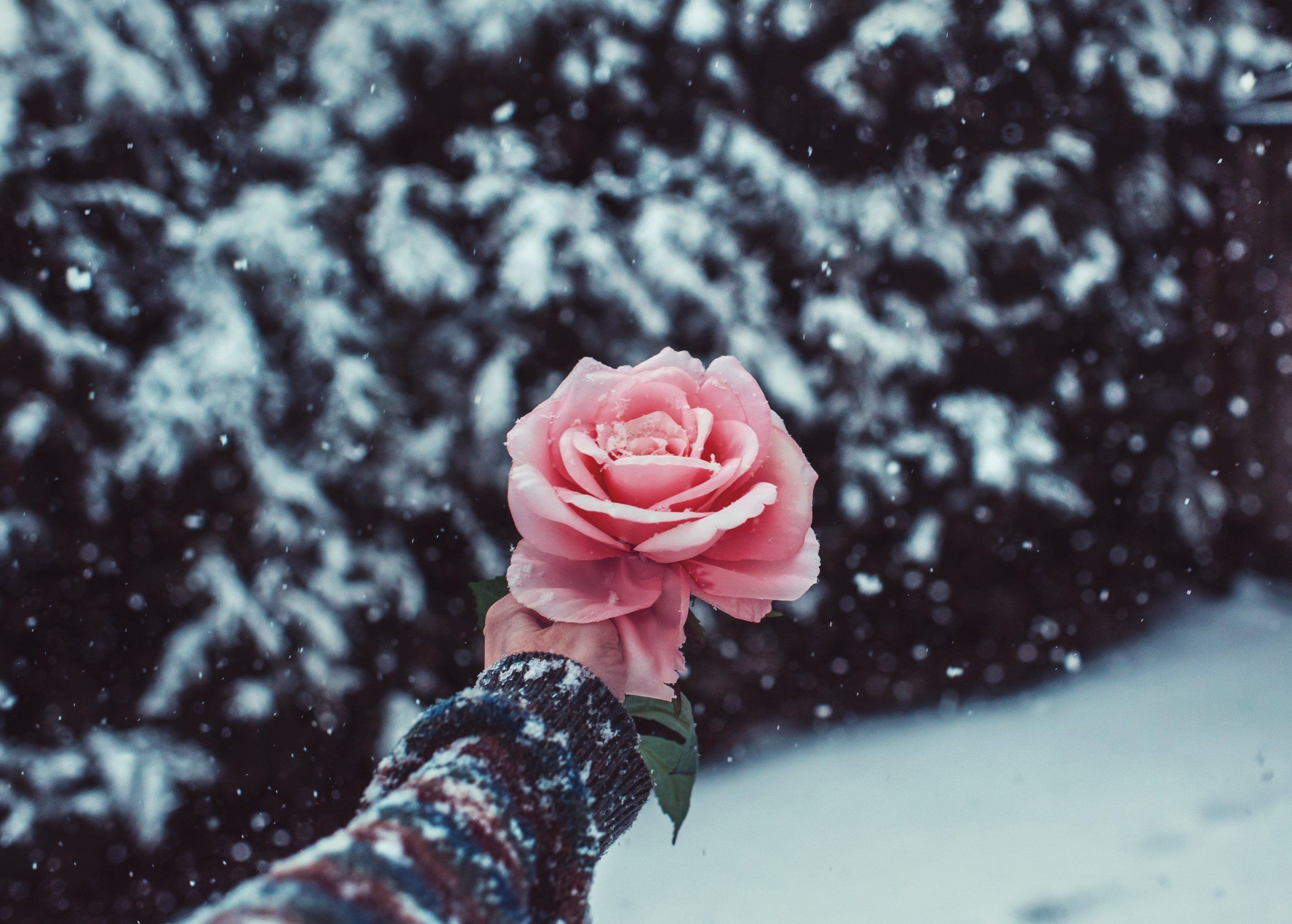 Aesthetic Horizontal Rose Wallpapers Wallpaper Cave My XXX Hot Girl