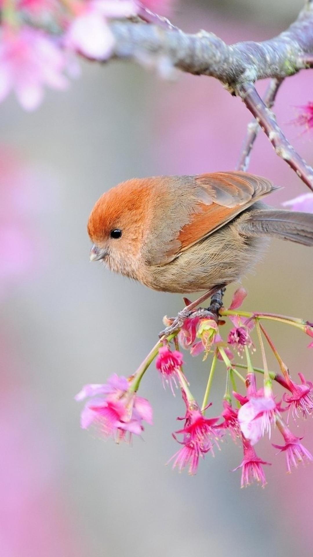 Birds Phone Wallpapers Wallpaper Cave