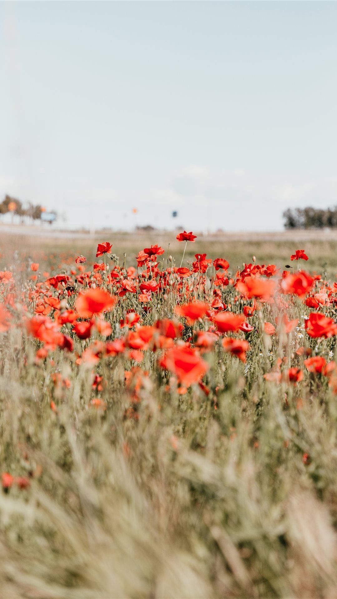 Aesthetic Red Flower Field Wallpapers Wallpaper Cave