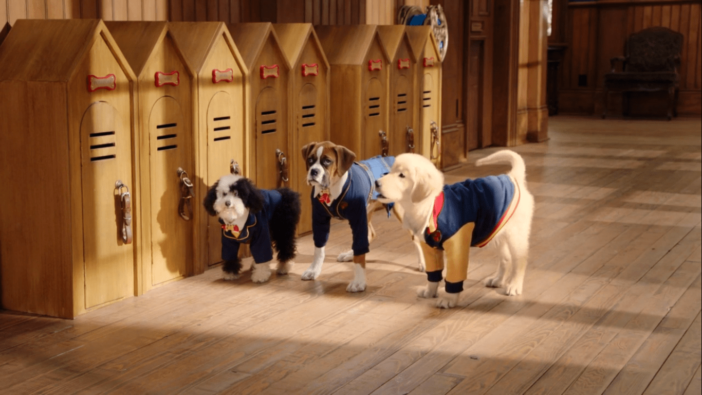 Pup Academy Wallpapers Wallpaper Cave