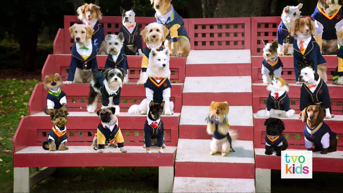 Pup Academy Wallpapers Wallpaper Cave