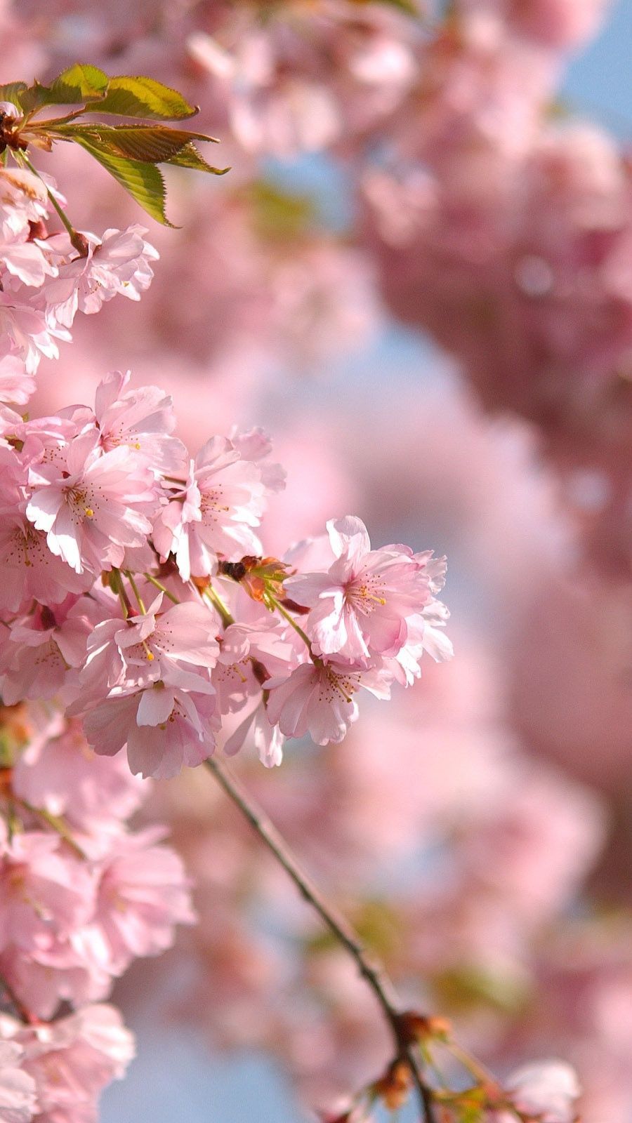 Pink Spring Flower Mobile Wallpapers Wallpaper Cave