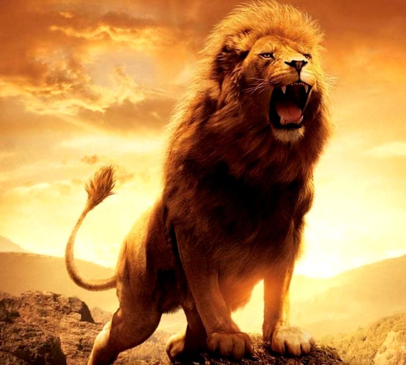Lion Aesthetic Pictures Wallpapers Wallpaper Cave