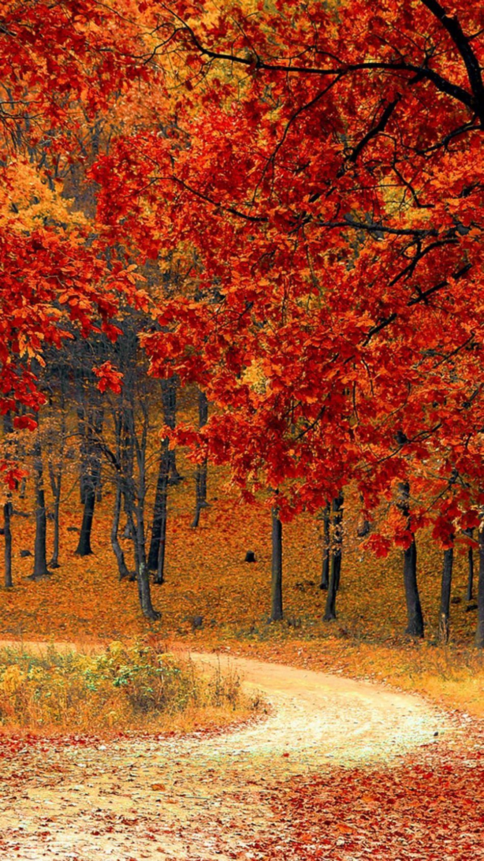Autumn Phone HD Wallpapers Wallpaper Cave