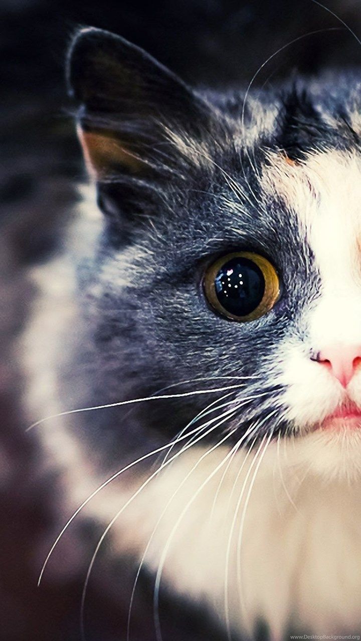 Cats Tumblr Wallpapers Wallpaper Cave