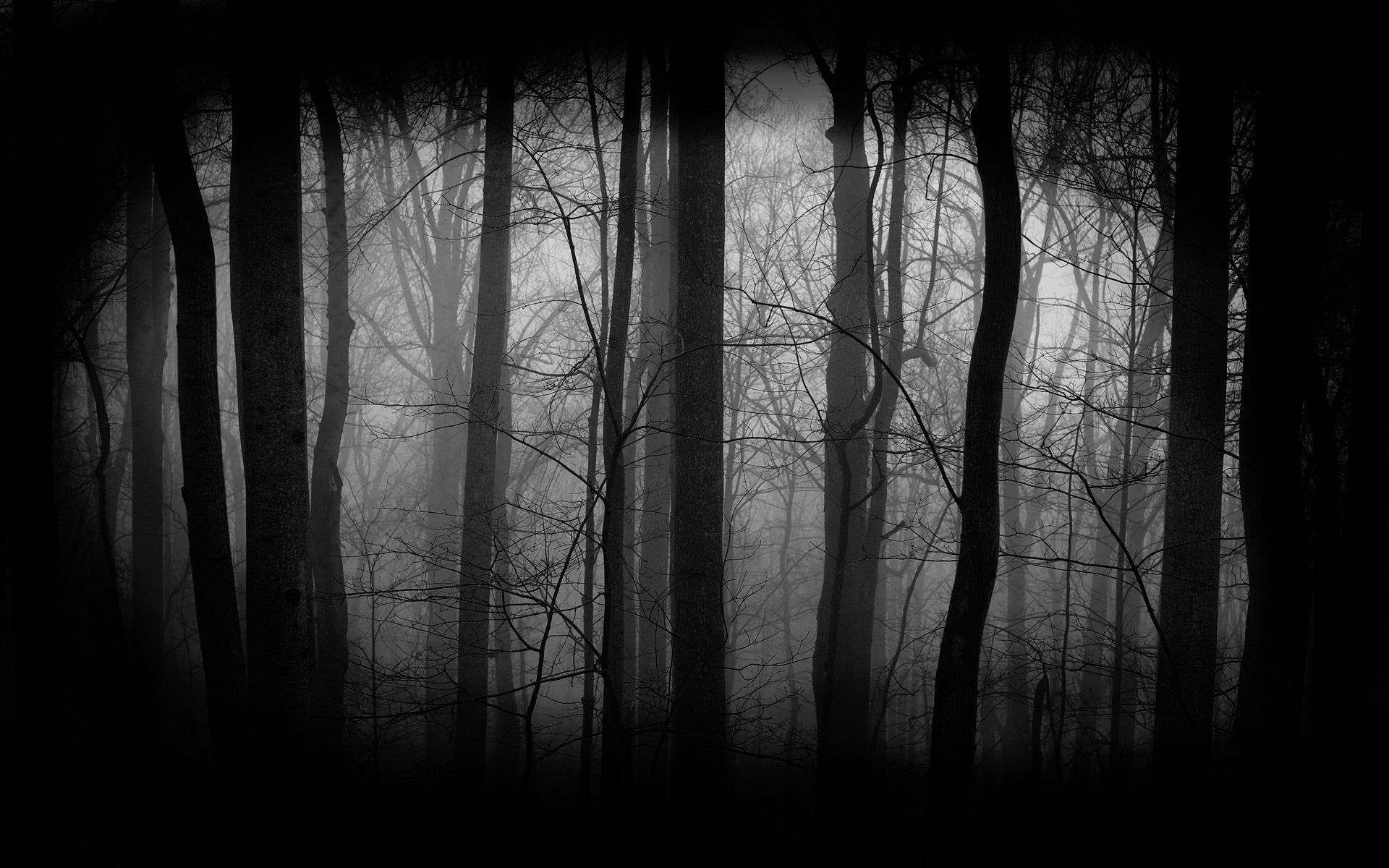 Dark Forest Anime Wallpapers Wallpaper Cave