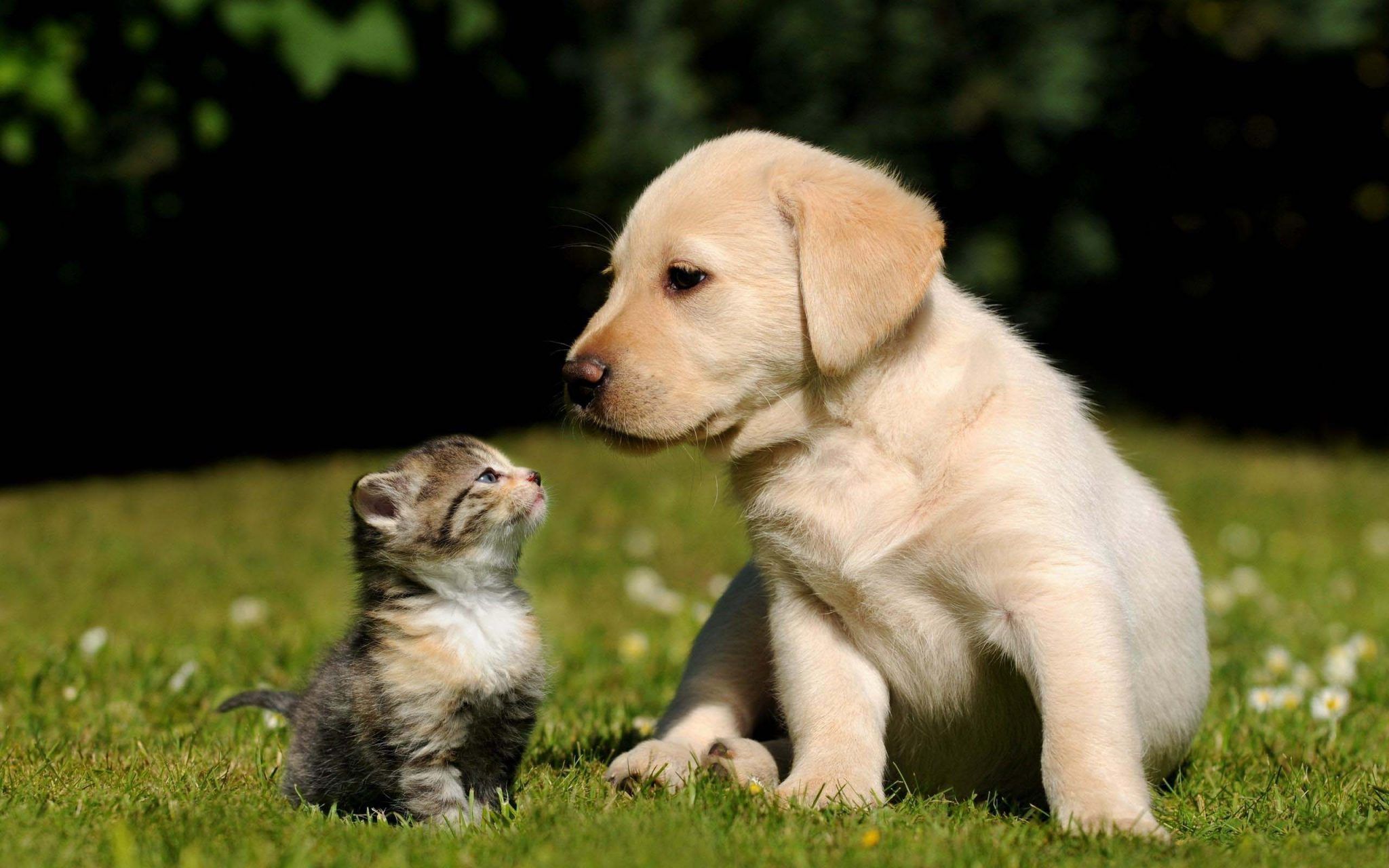 Dogs And Cats Cute Wallpapers Wallpaper Cave