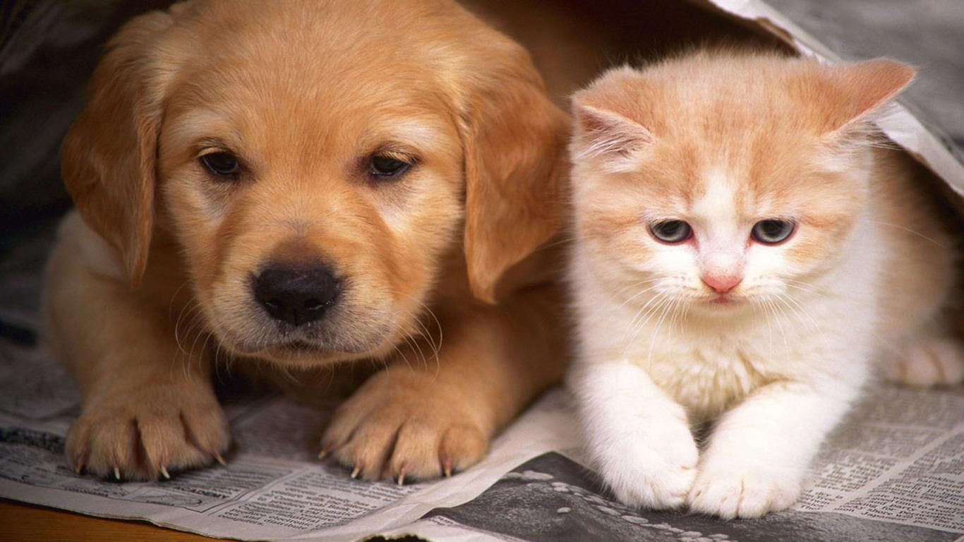 Dogs And Cats Cute Wallpapers Wallpaper Cave