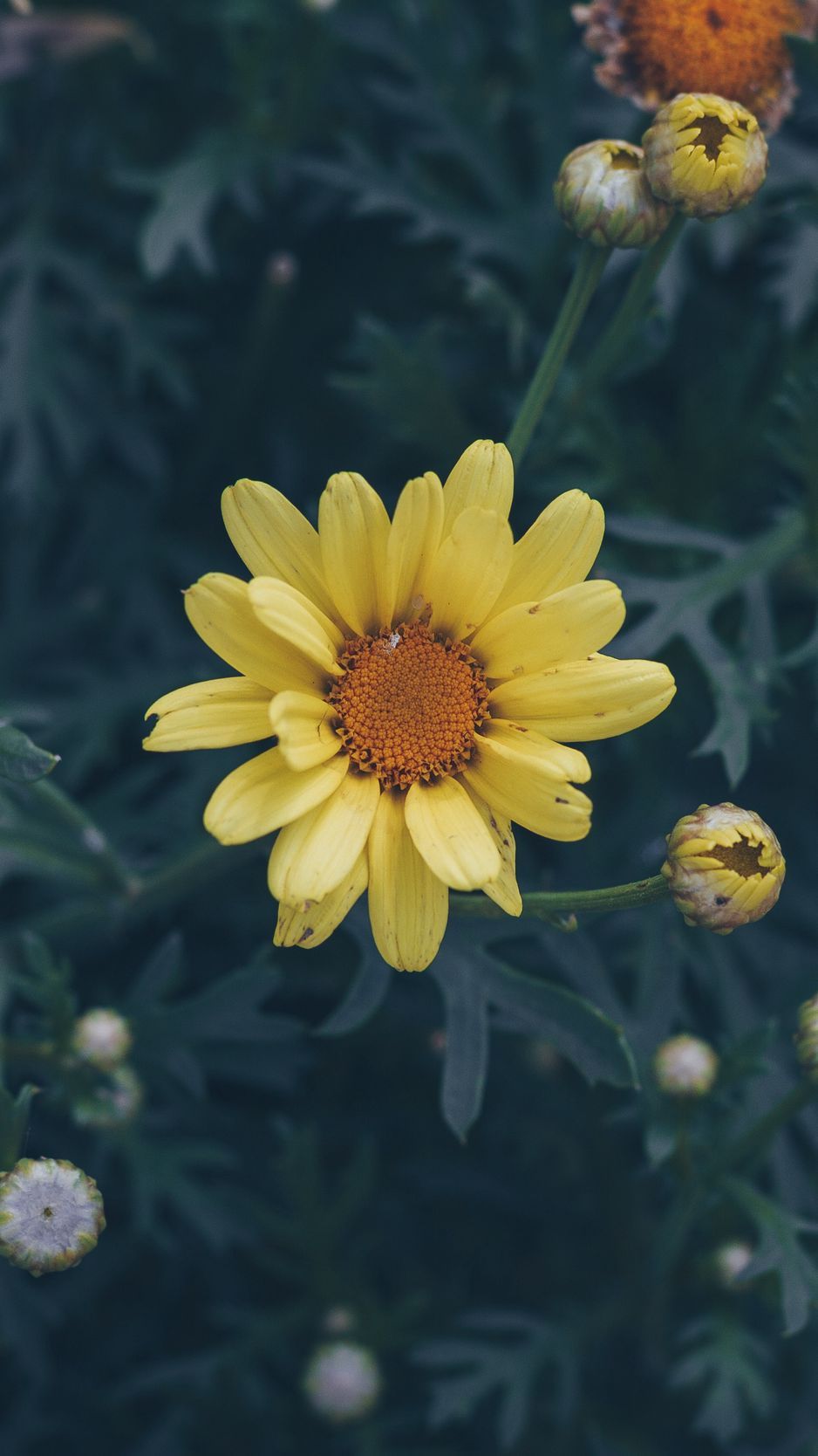 Flower HD iPhone Wallpapers Wallpaper Cave