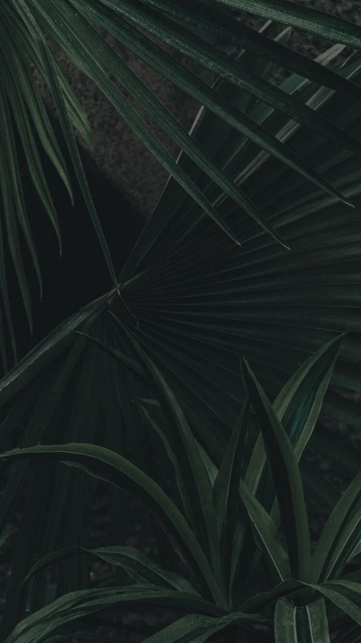 Nature Dark Green Aesthetic Wallpapers Wallpaper Cave