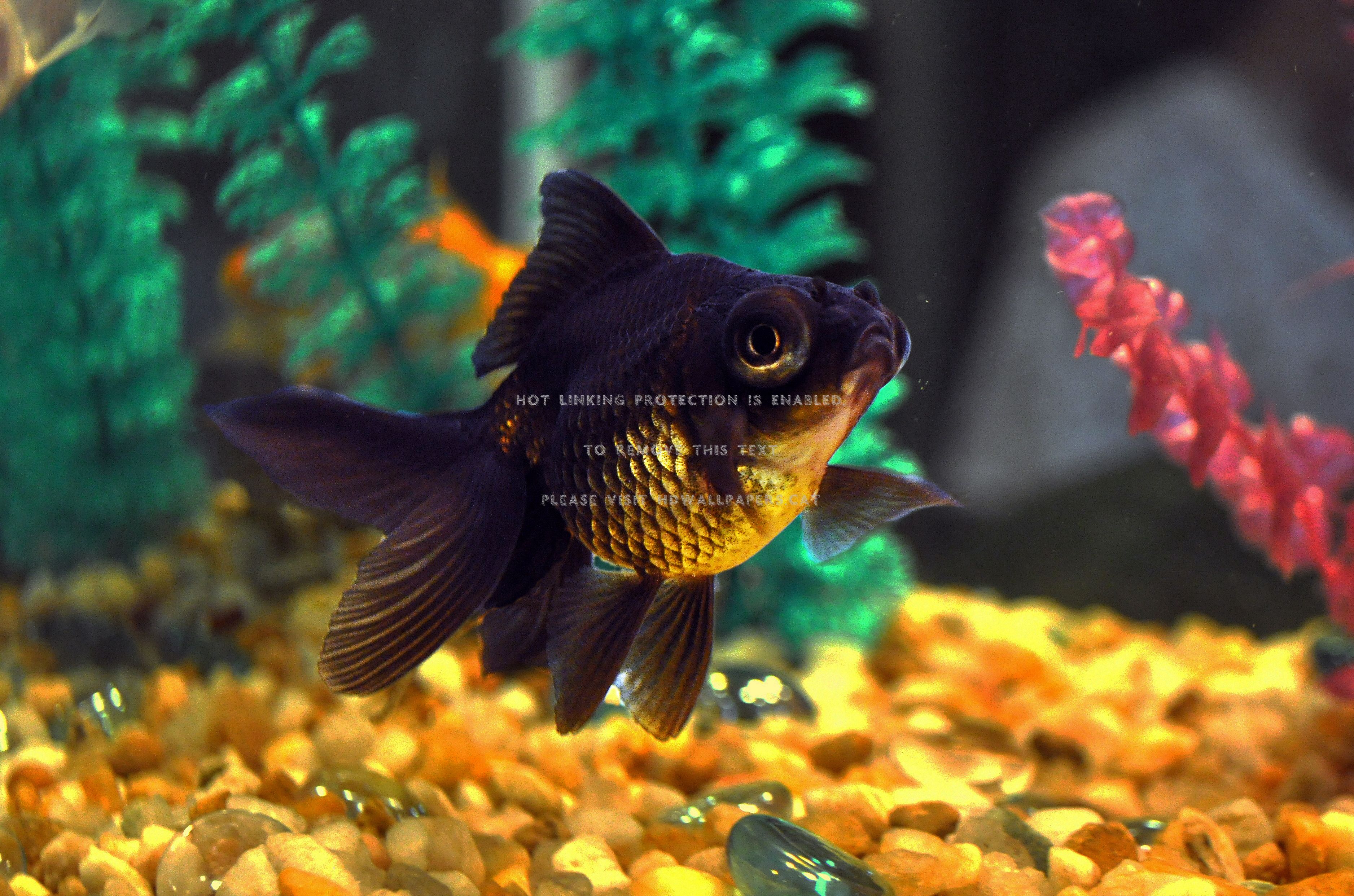 Black Moor Goldfish Wallpapers Wallpaper Cave