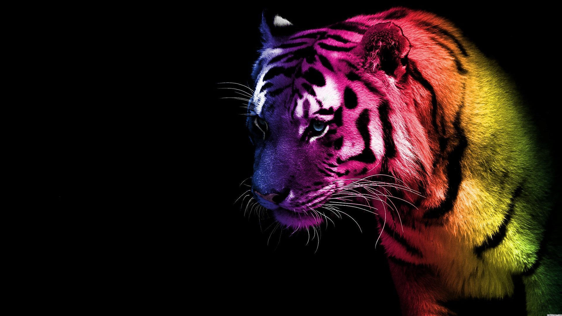 Coloured Tiger Wallpapers Wallpaper Cave