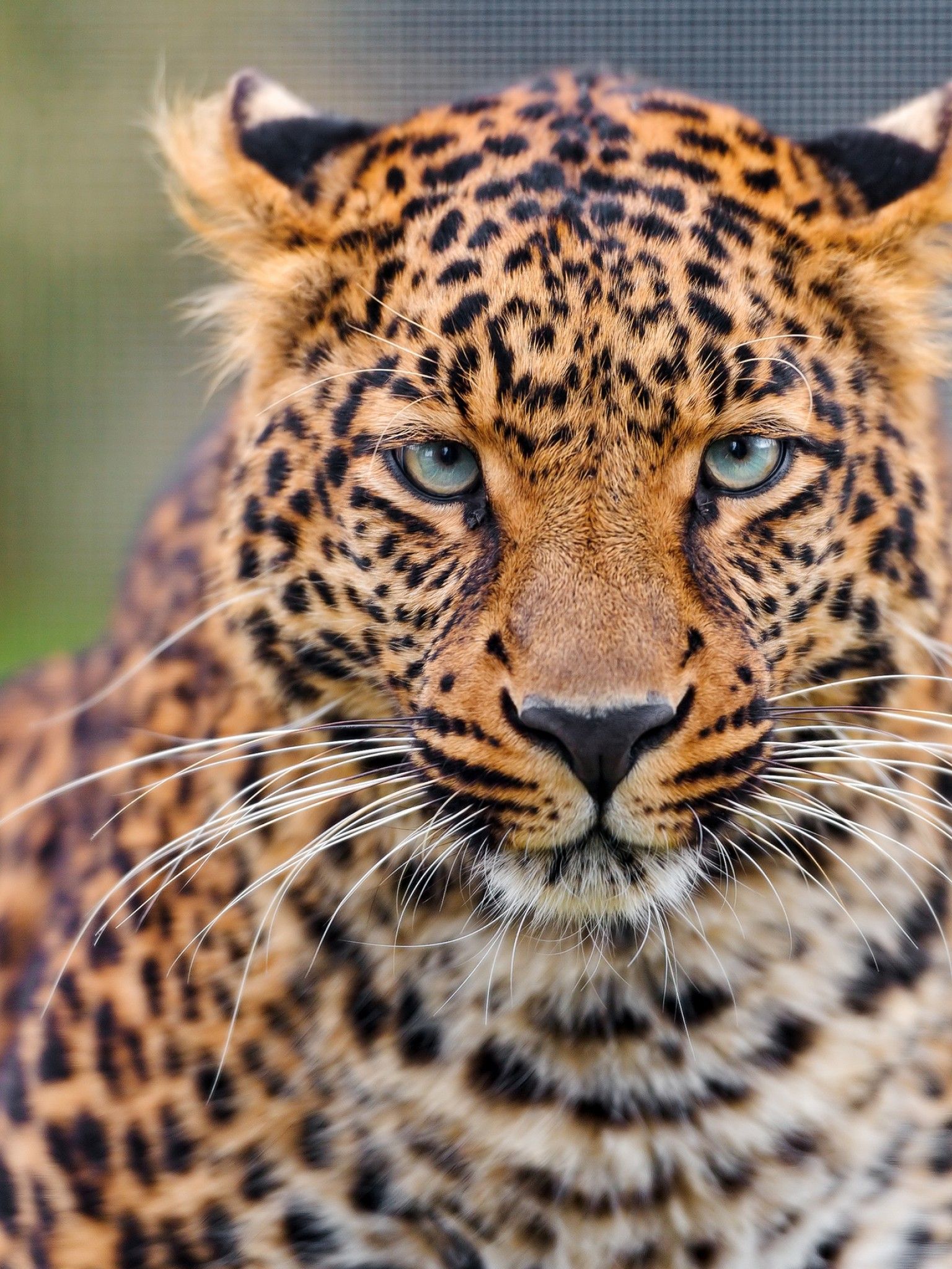 Cheetah Phone Wallpapers Wallpaper Cave