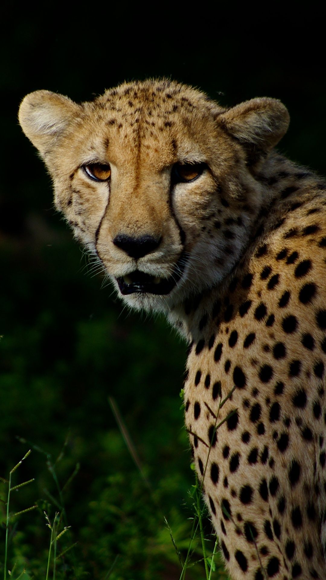 Cheetah Phone Wallpapers Wallpaper Cave