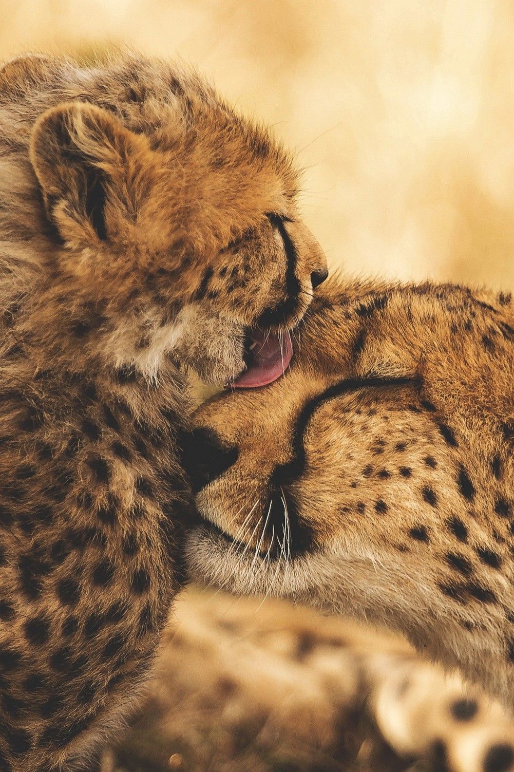 Cheetah Phone Wallpapers Wallpaper Cave