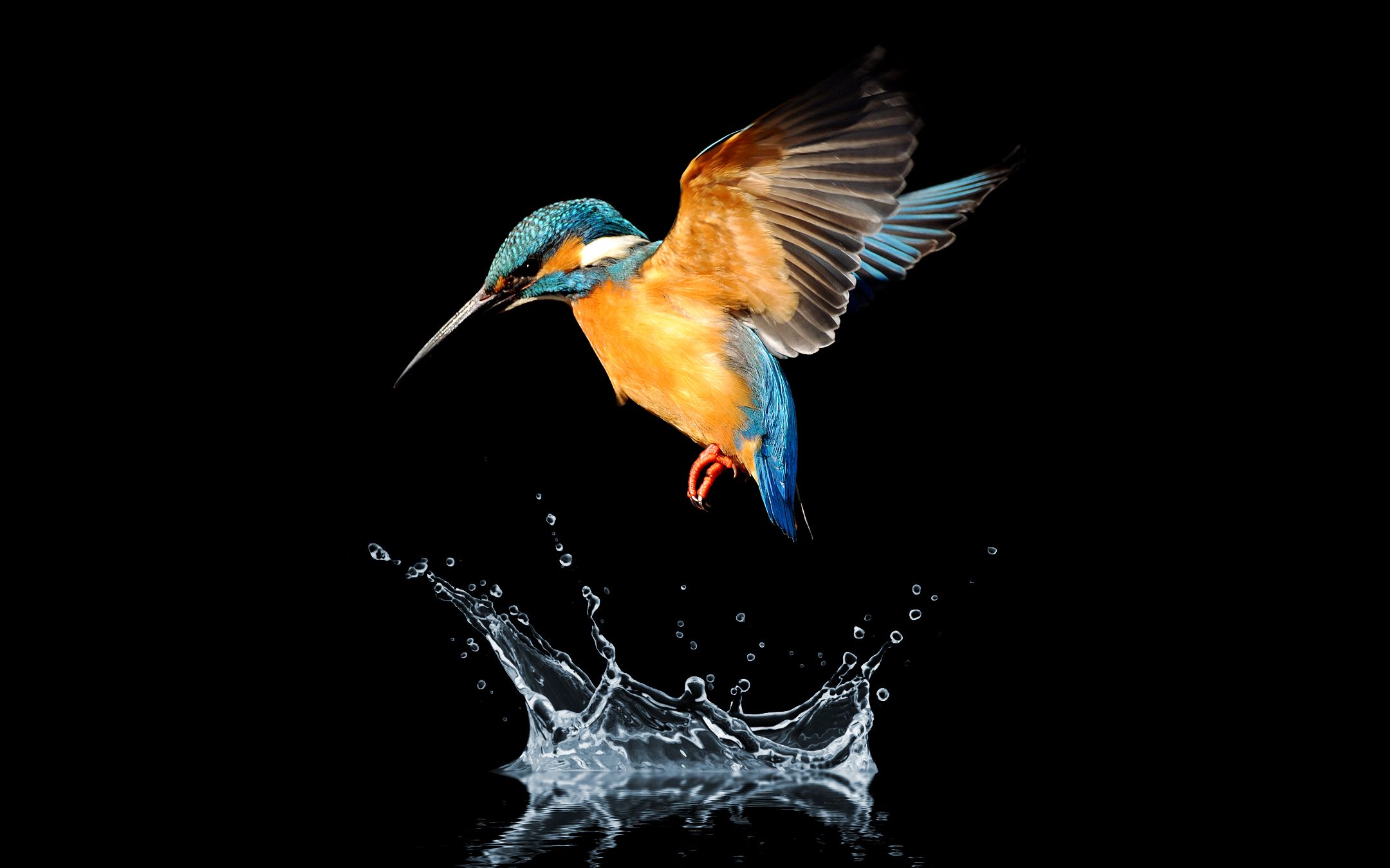 Humming Birds 4k Wallpapers Wallpaper Cave