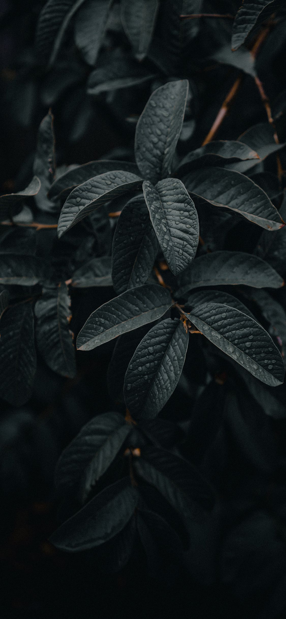 IPhone 11 Black Wallpaper