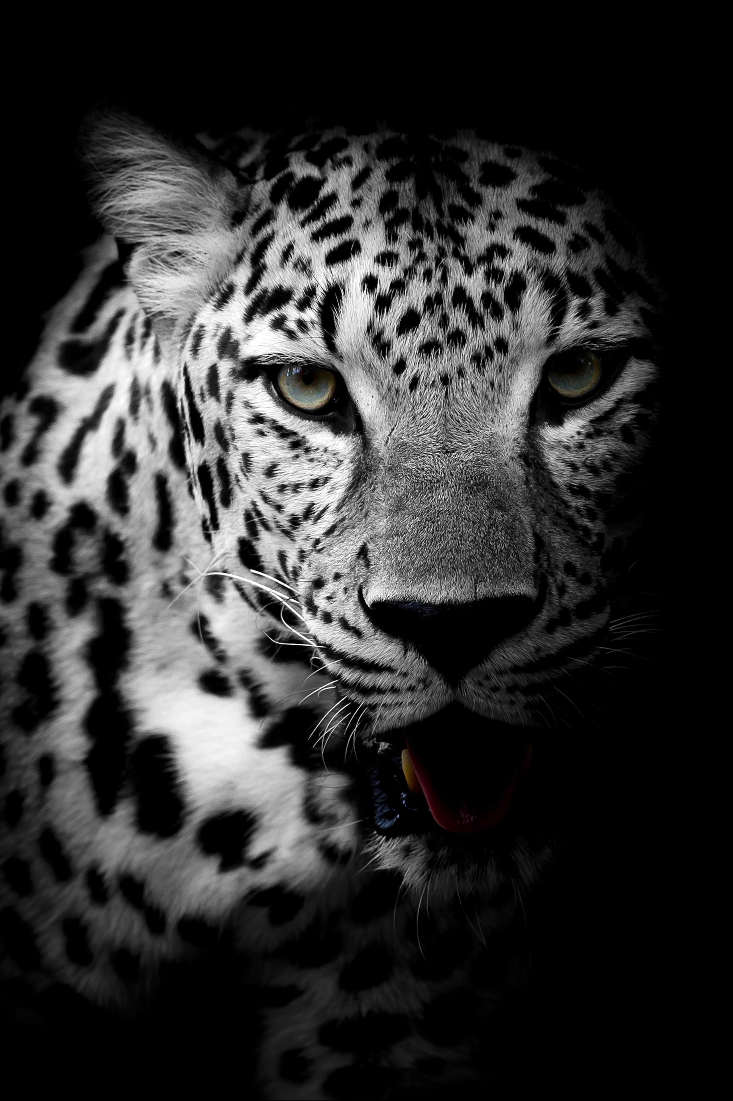 Amoled Smartphone Animals Wallpapers Wallpaper Cave