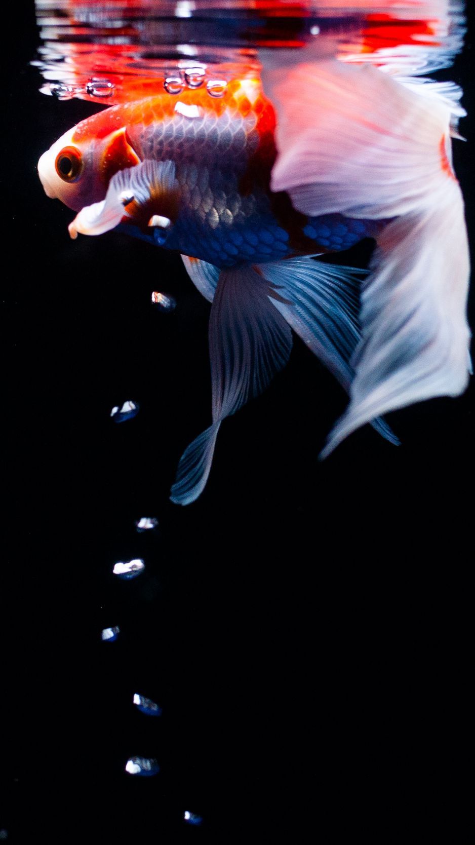 iPhone 6s Fish HD Wallpapers Wallpaper Cave