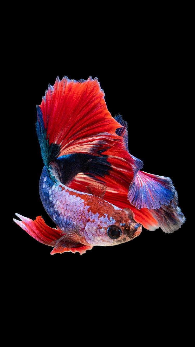 iPhone 6s Fish HD Wallpapers Wallpaper Cave