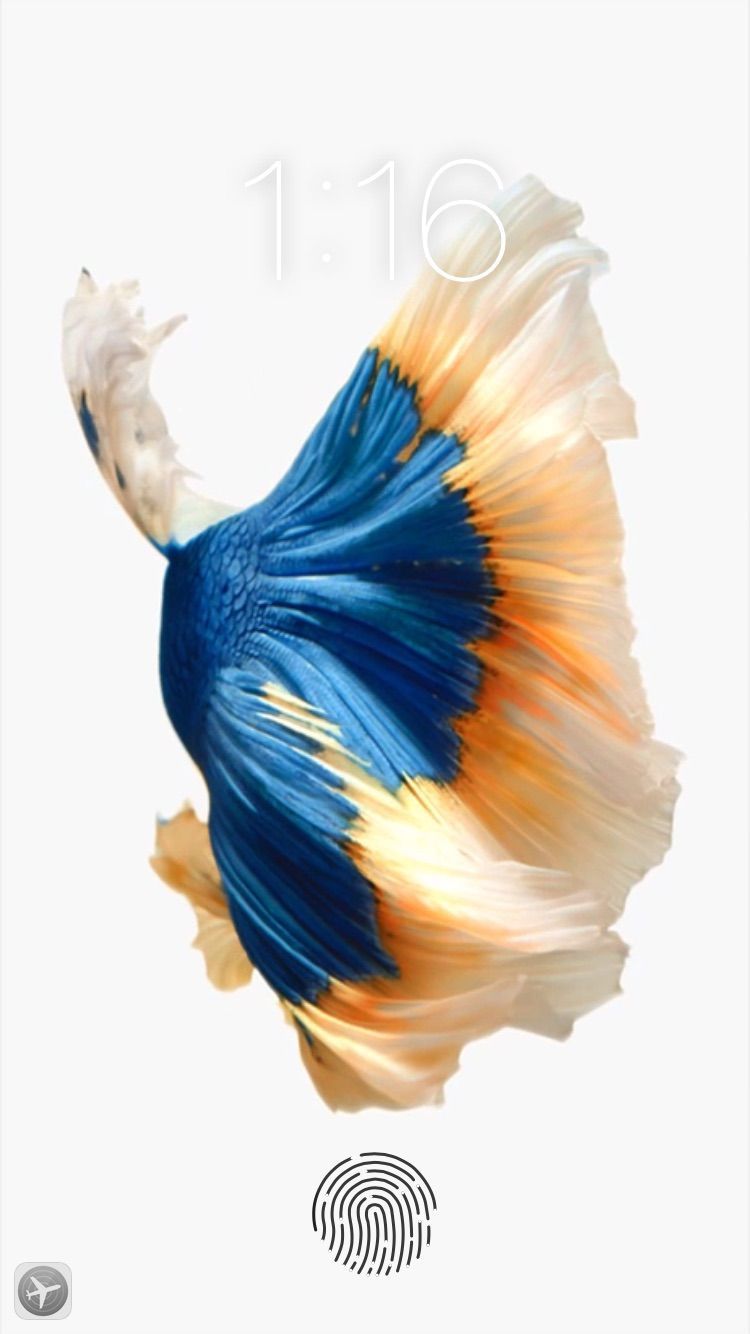 iPhone 6s Fish HD Wallpapers Wallpaper Cave