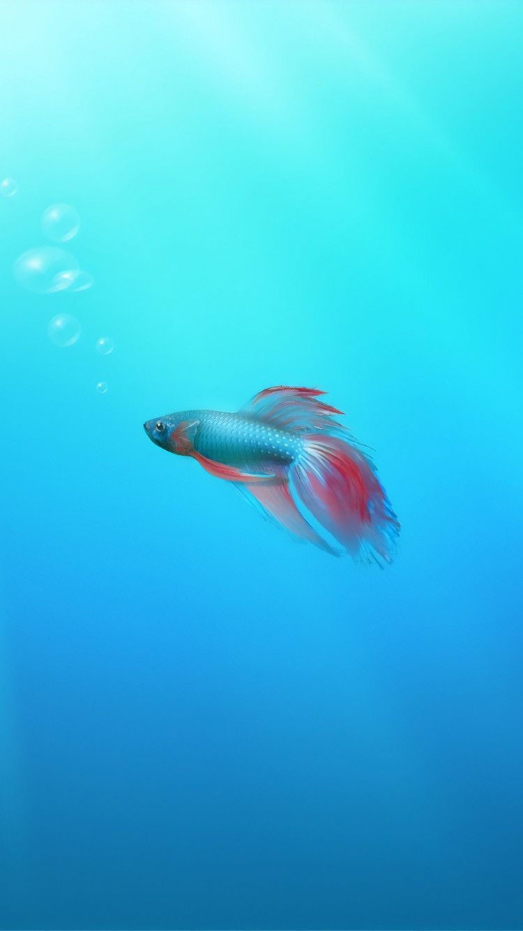 iPhone 6s Fish HD Wallpapers Wallpaper Cave
