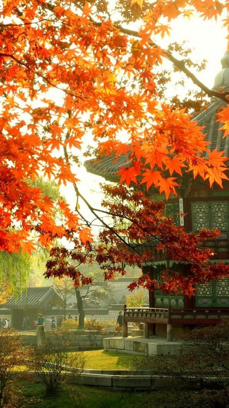 Mobile Wallpaper Japan / Fujiyama Earth Mount Fuji Volcanoes fall Japan