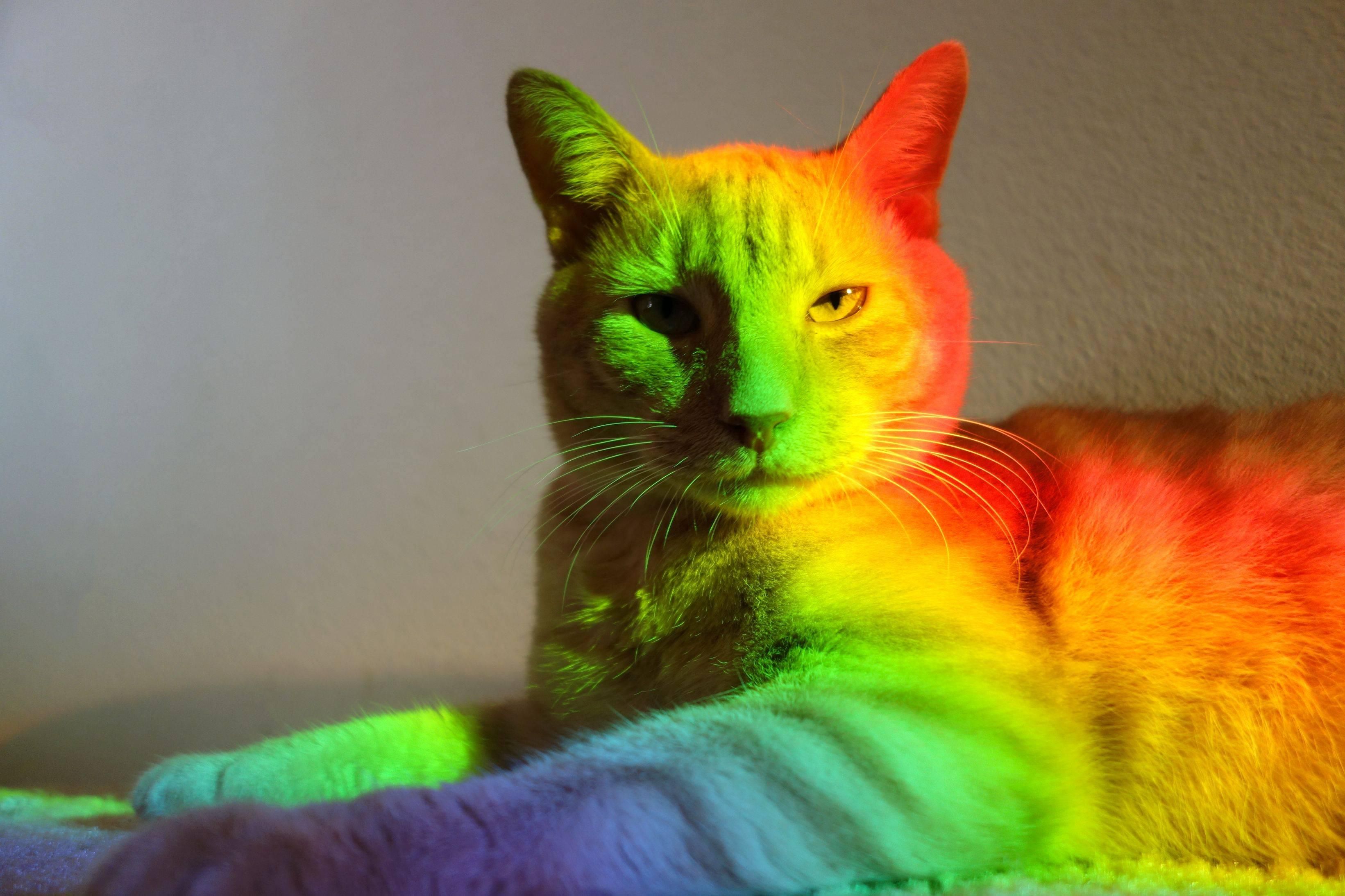 Rainbow Cats Wallpapers Wallpaper Cave