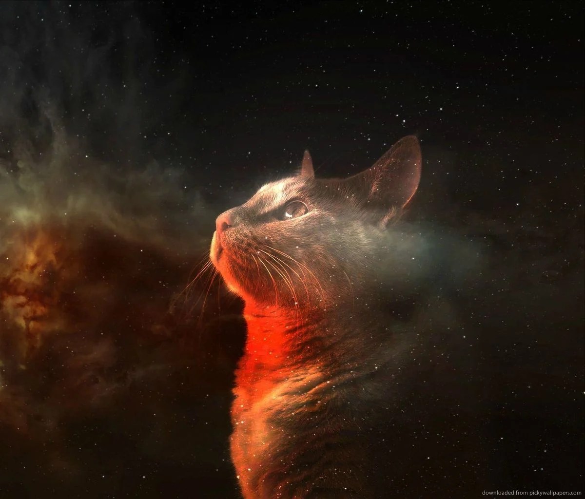 Galaxy Cats Wallpapers Wallpaper Cave