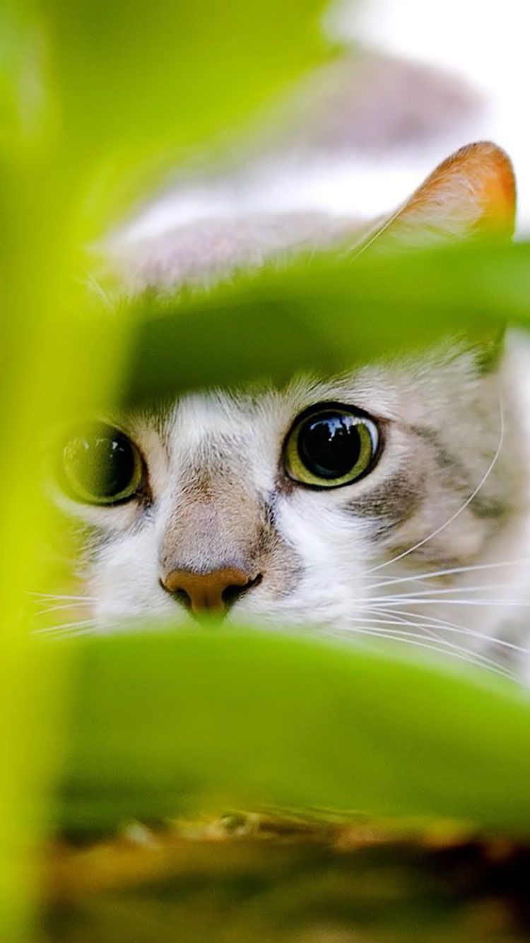 HD Mobile Cat Wallpapers Wallpaper Cave