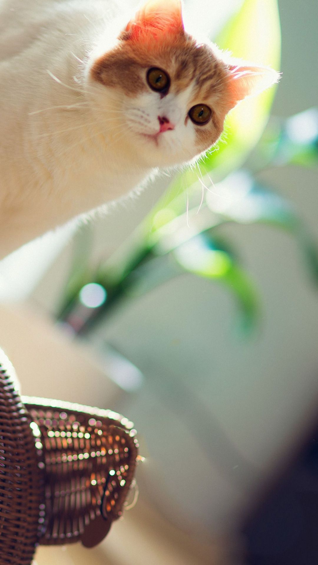 HD Mobile Cat Wallpapers Wallpaper Cave