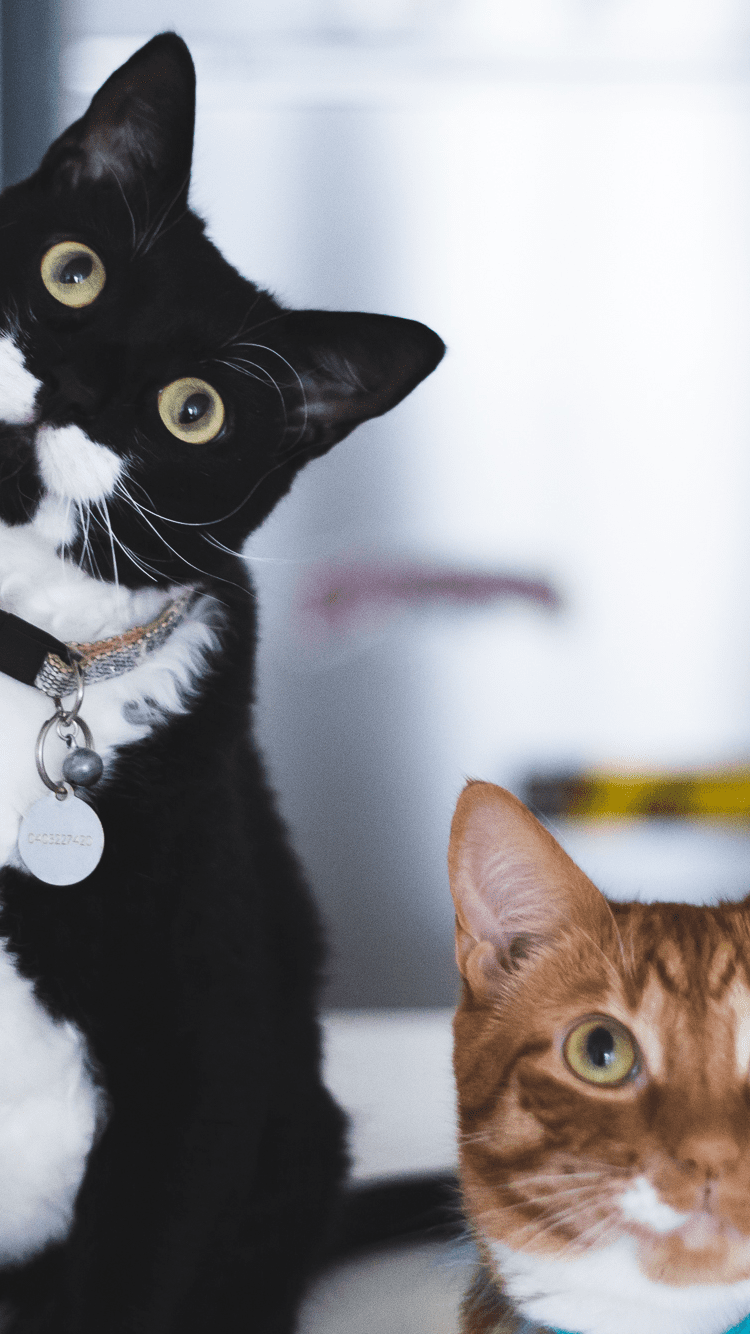 HD Mobile Cat Wallpapers Wallpaper Cave