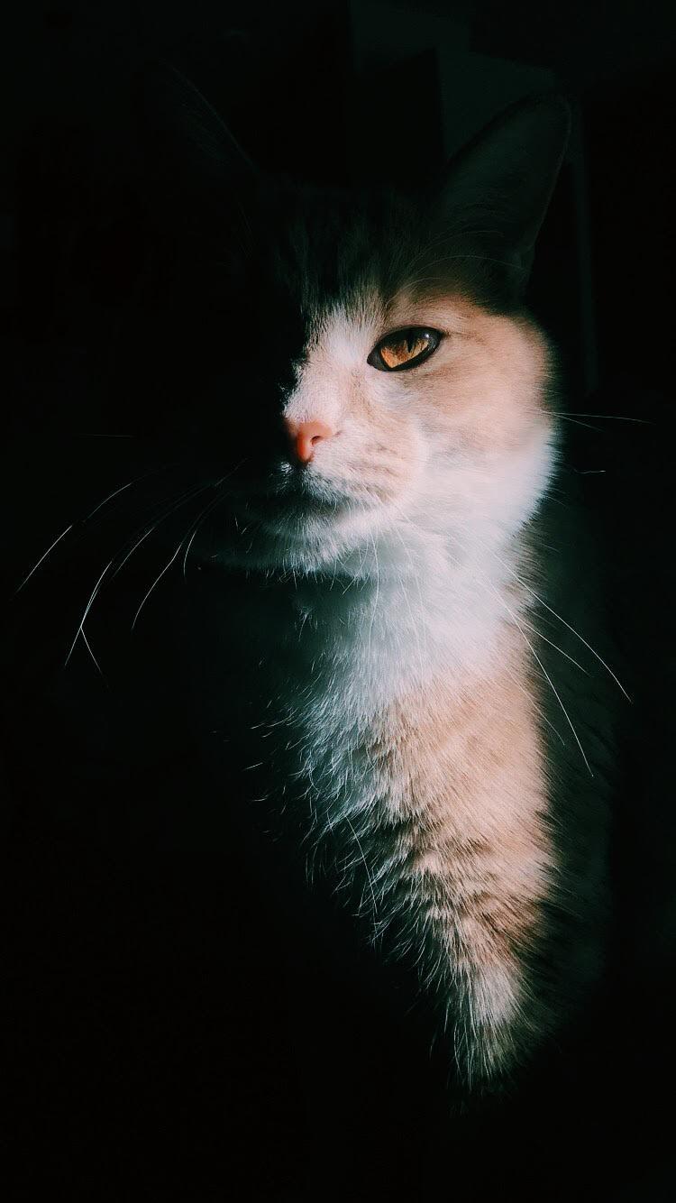 HD Mobile Cat Wallpapers Wallpaper Cave