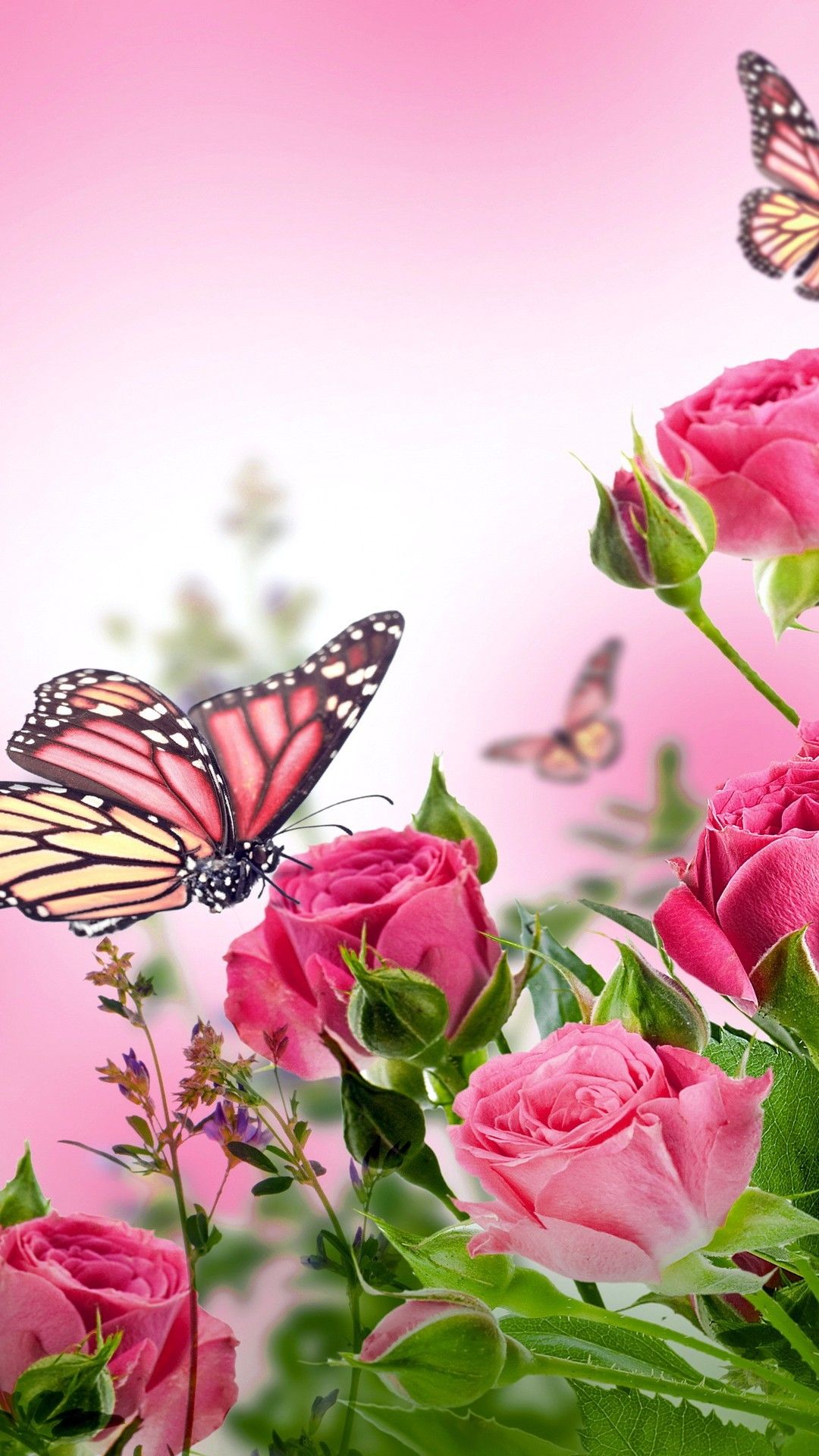 Butterfly HD Mobile Wallpapers Wallpaper Cave