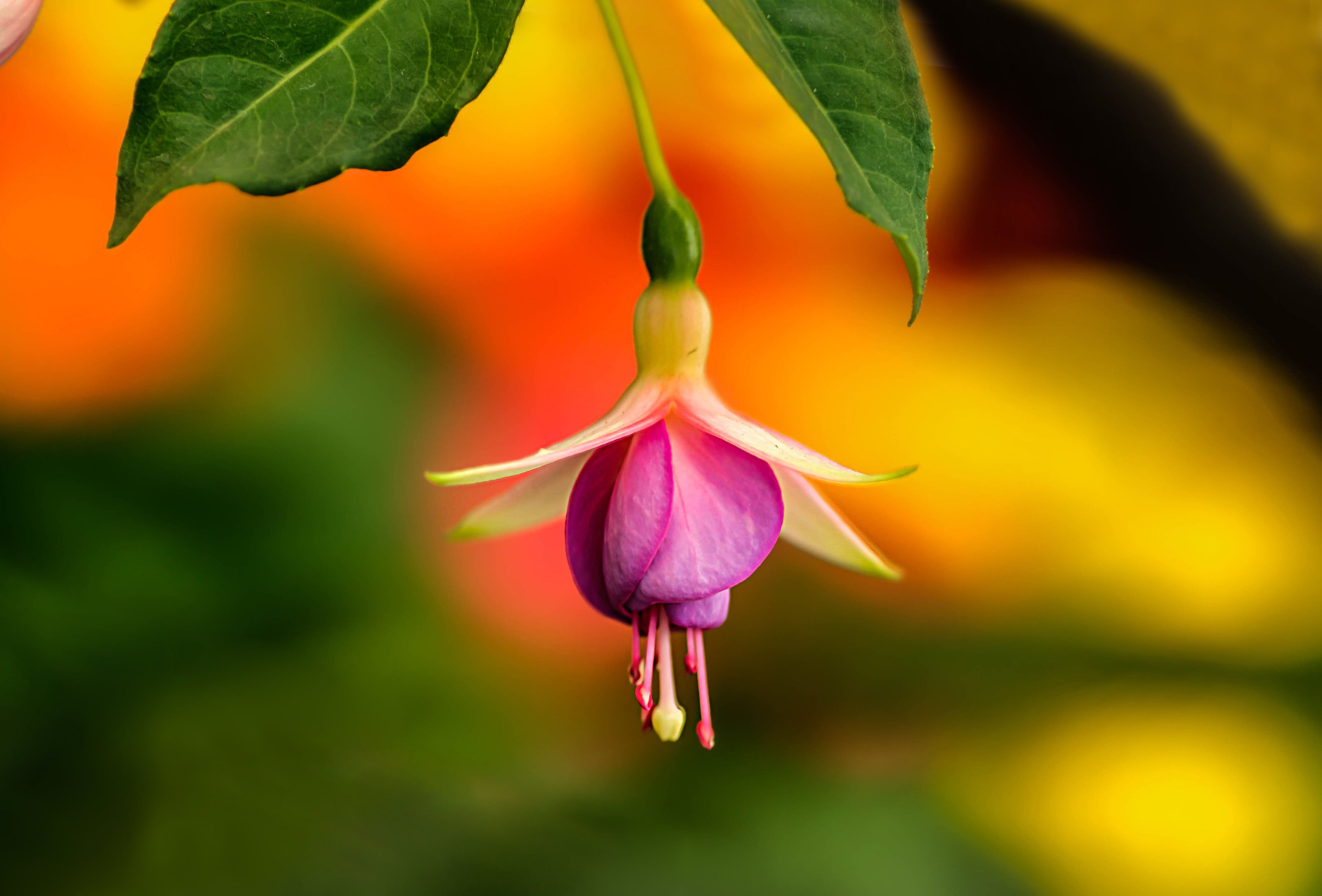 Fuchsia Wallpapers Wallpaper Cave