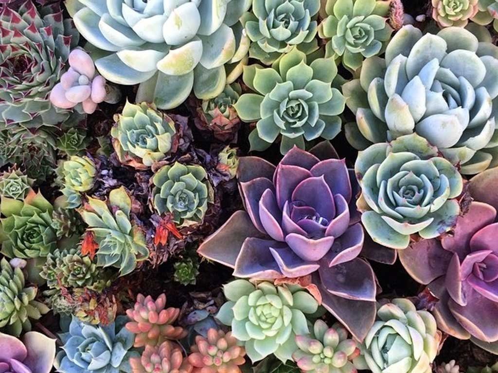 Desktop Succulents Wallpapers Wallpaper Cave
