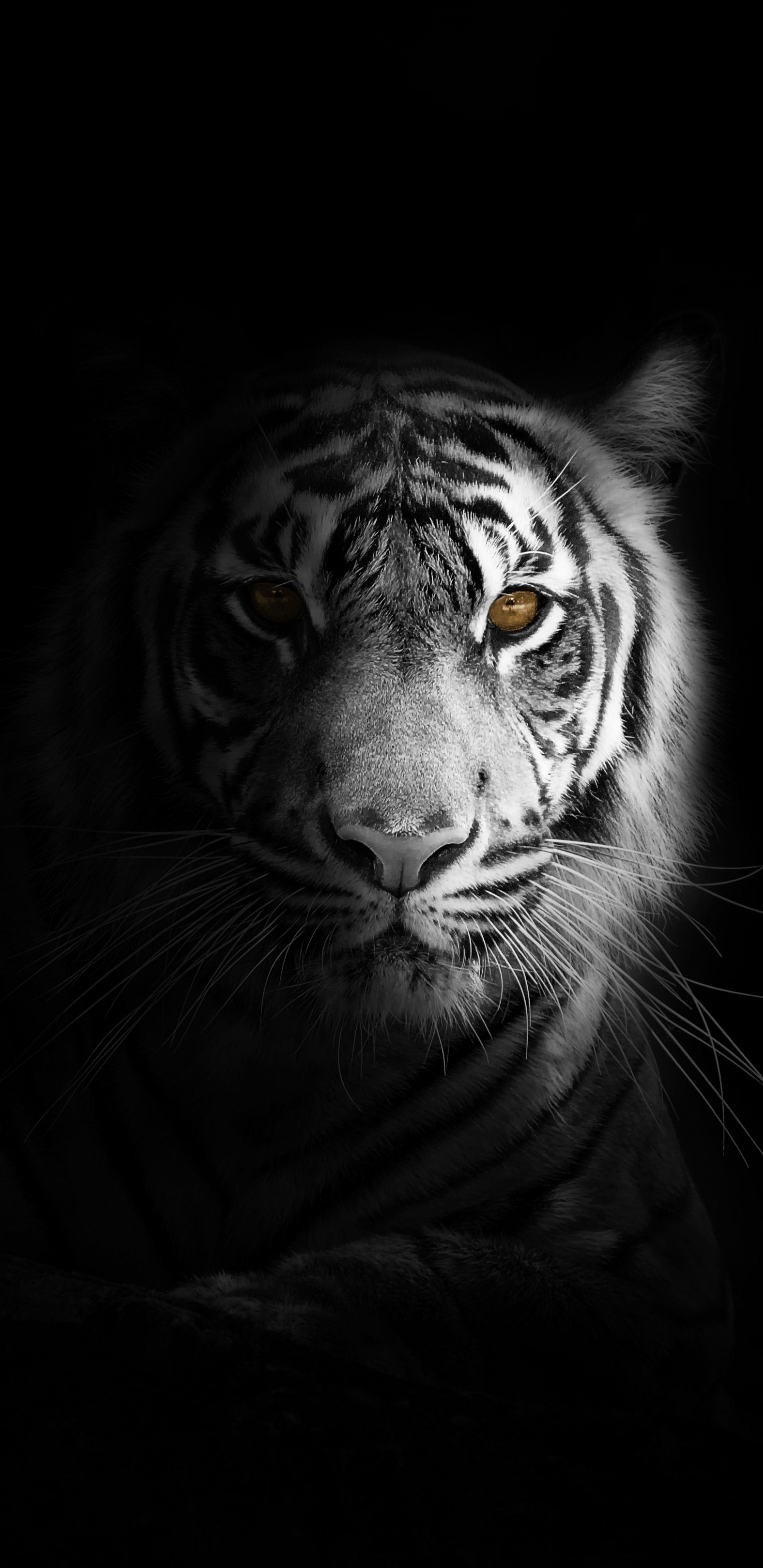 Galaxy Tiger Wallpapers Wallpaper Cave