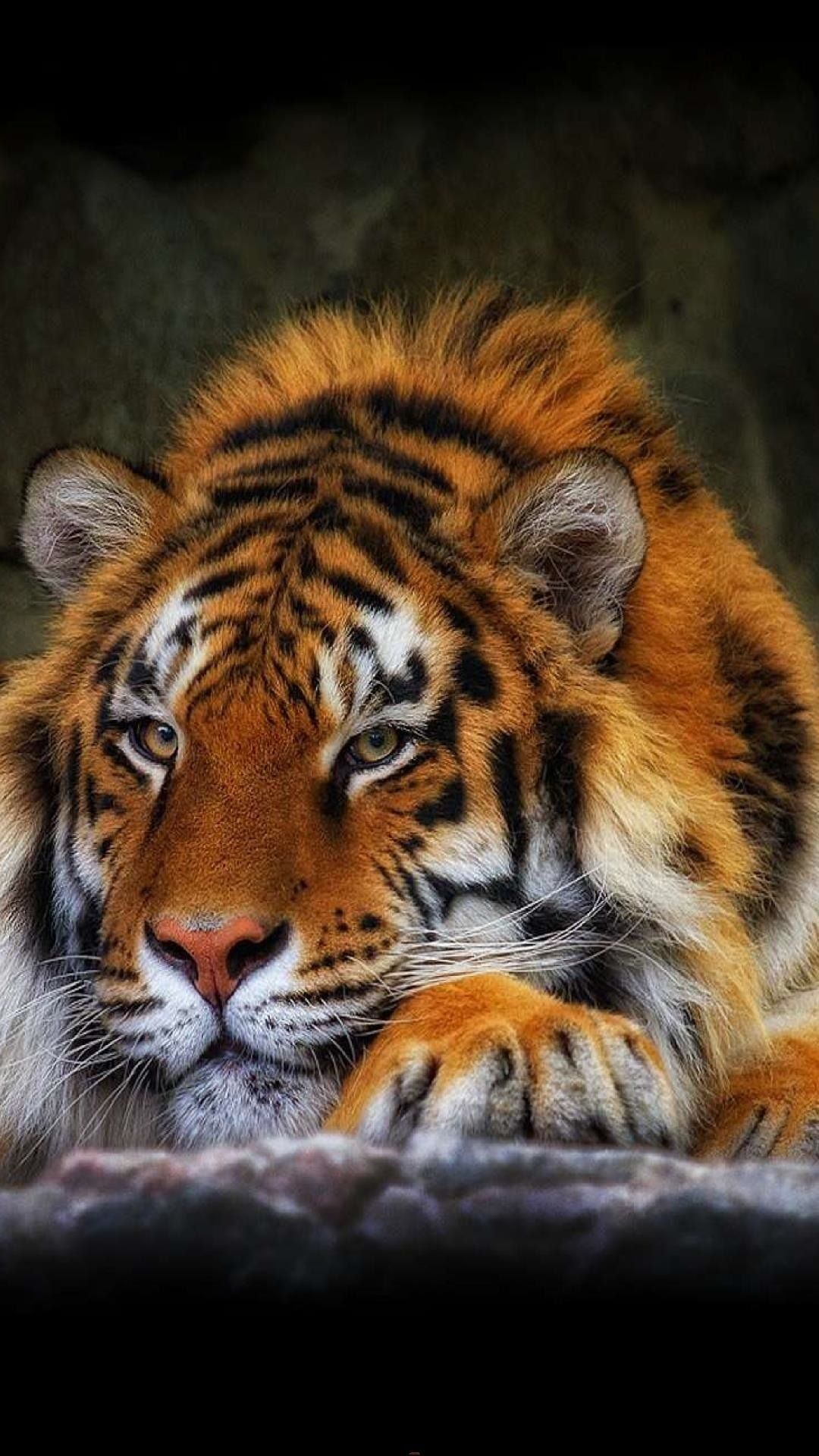 Galaxy Tiger Wallpapers Wallpaper Cave