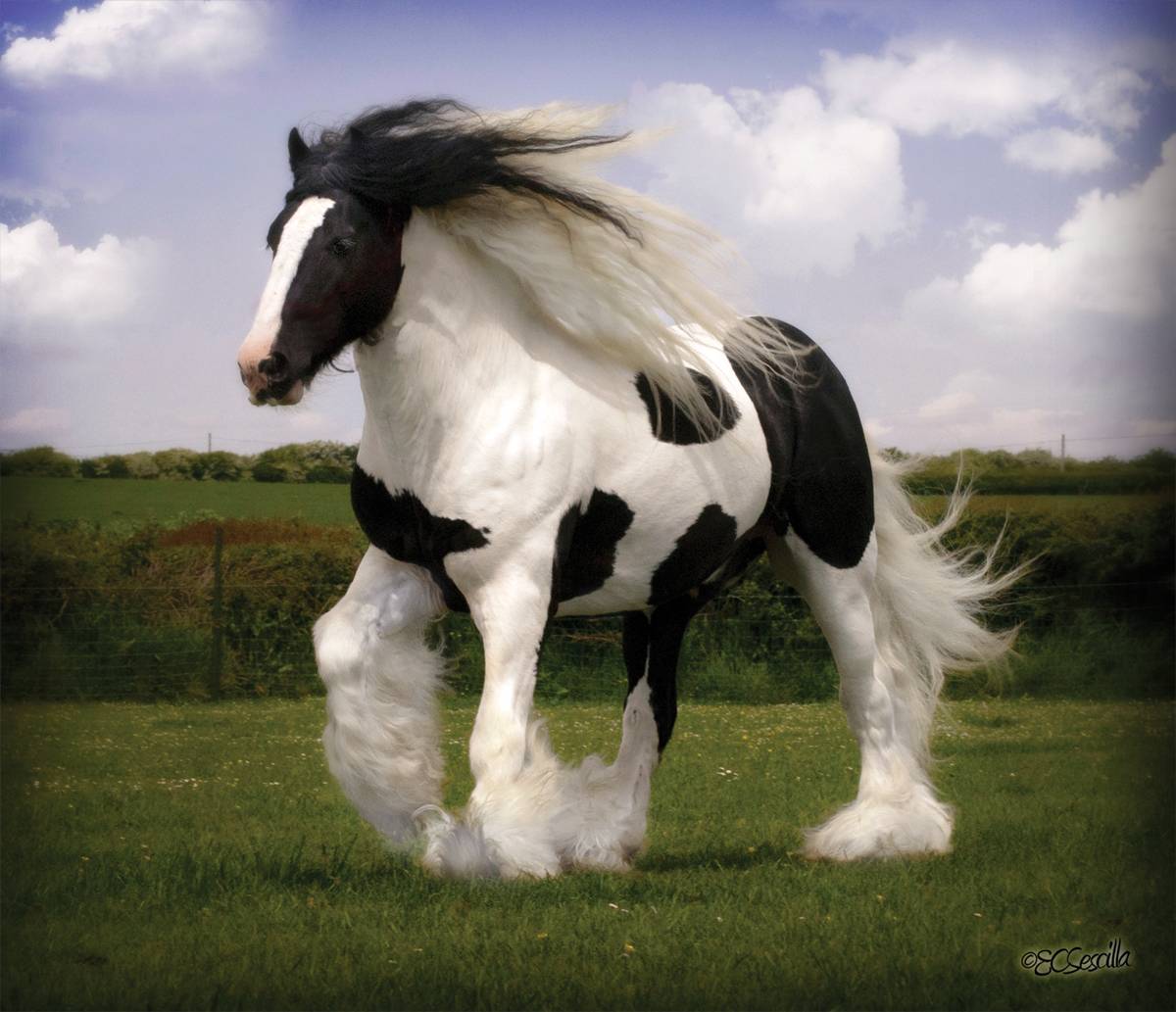 Gypsy Vanner Horse Wallpapers Wallpaper Cave