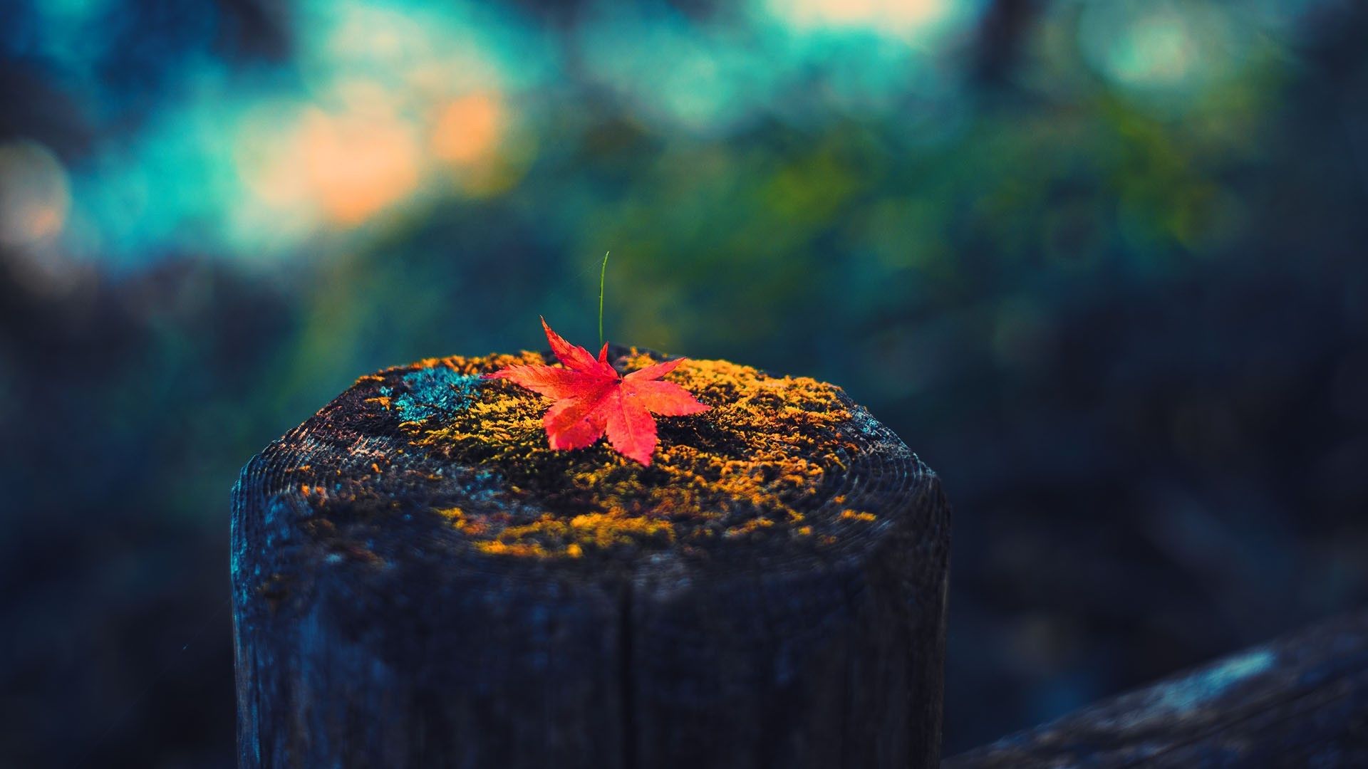 HD Macro Nature Wallpapers Wallpaper Cave