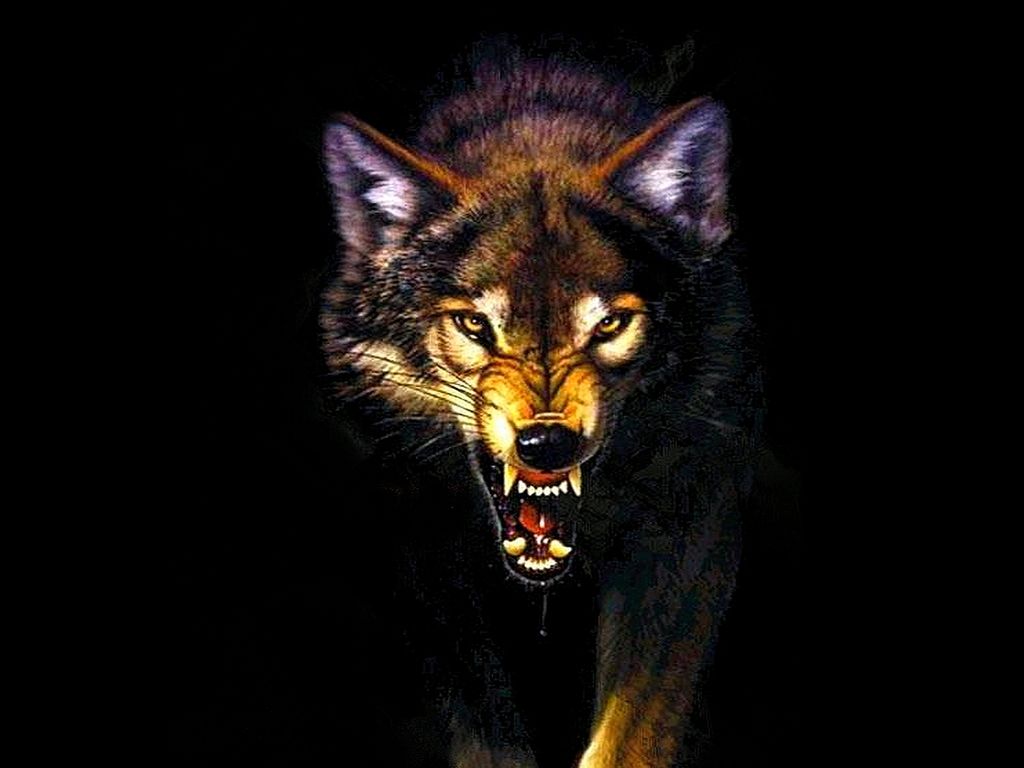 Angry Wolf Wallpapers Wallpaper Cave