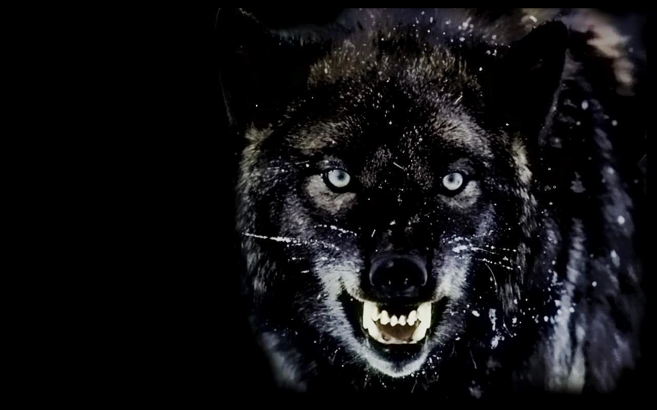 Angry Black Wolf Wallpaper carrotapp