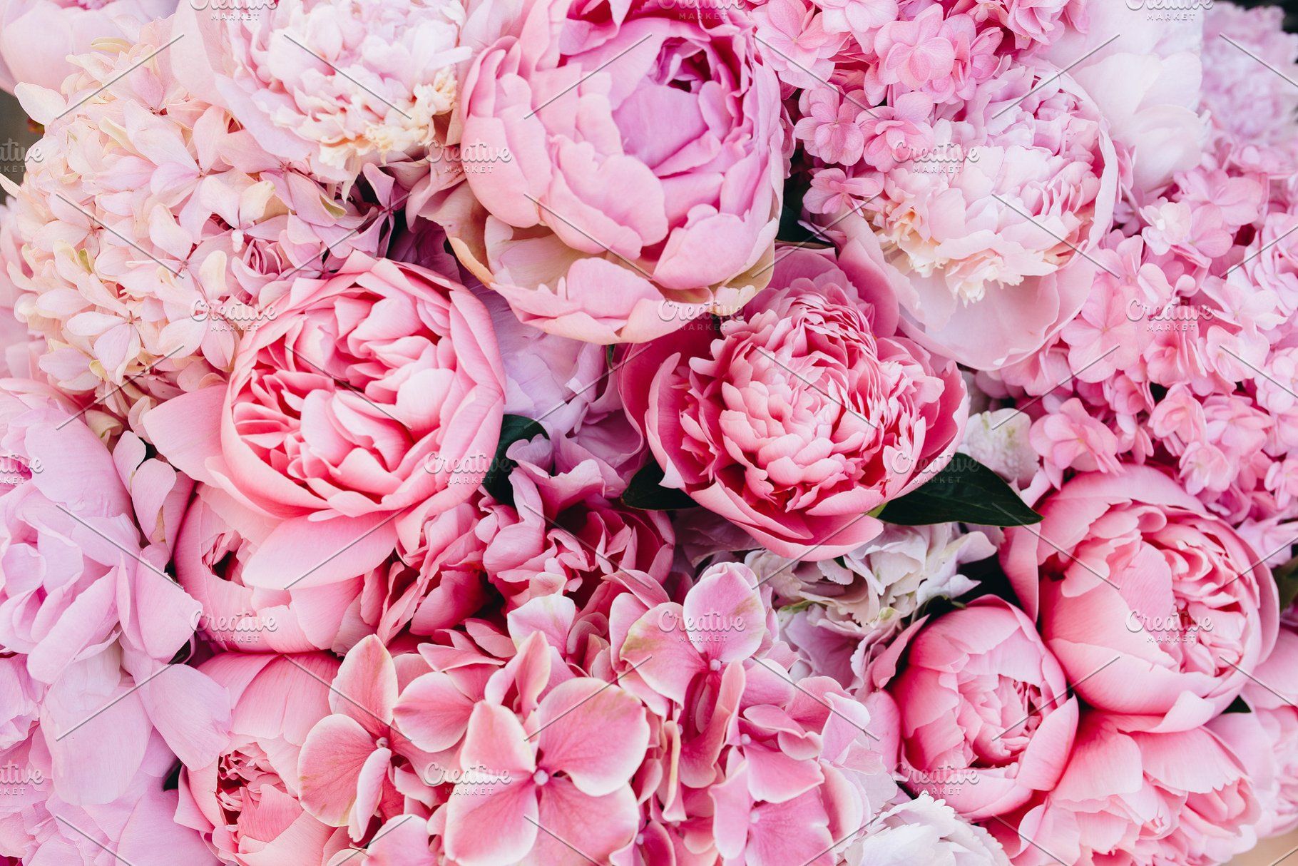 Pink Peonies Wallpapers Wallpaper Cave