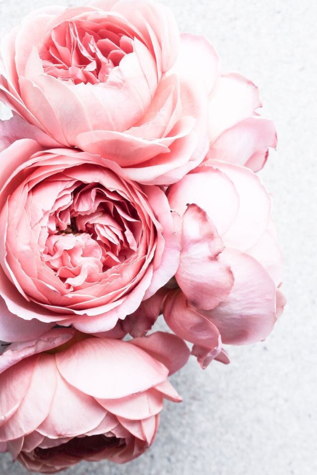 Pink Peonies Wallpapers Wallpaper Cave